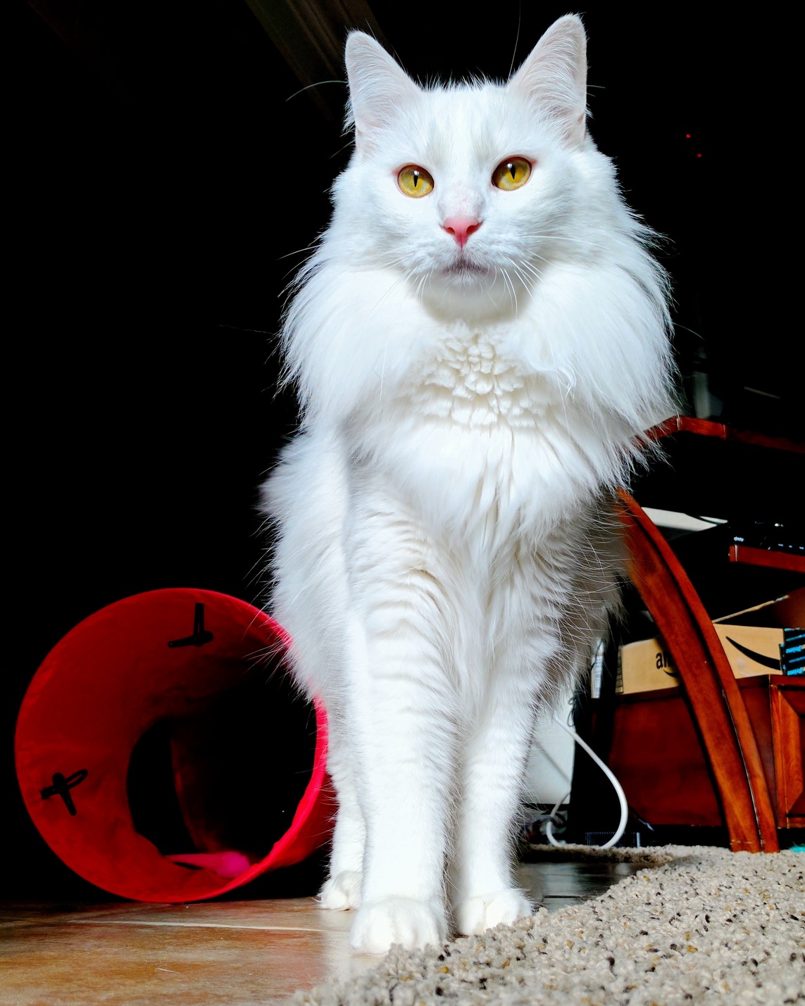 Angora Floof Feeling Majestic Af