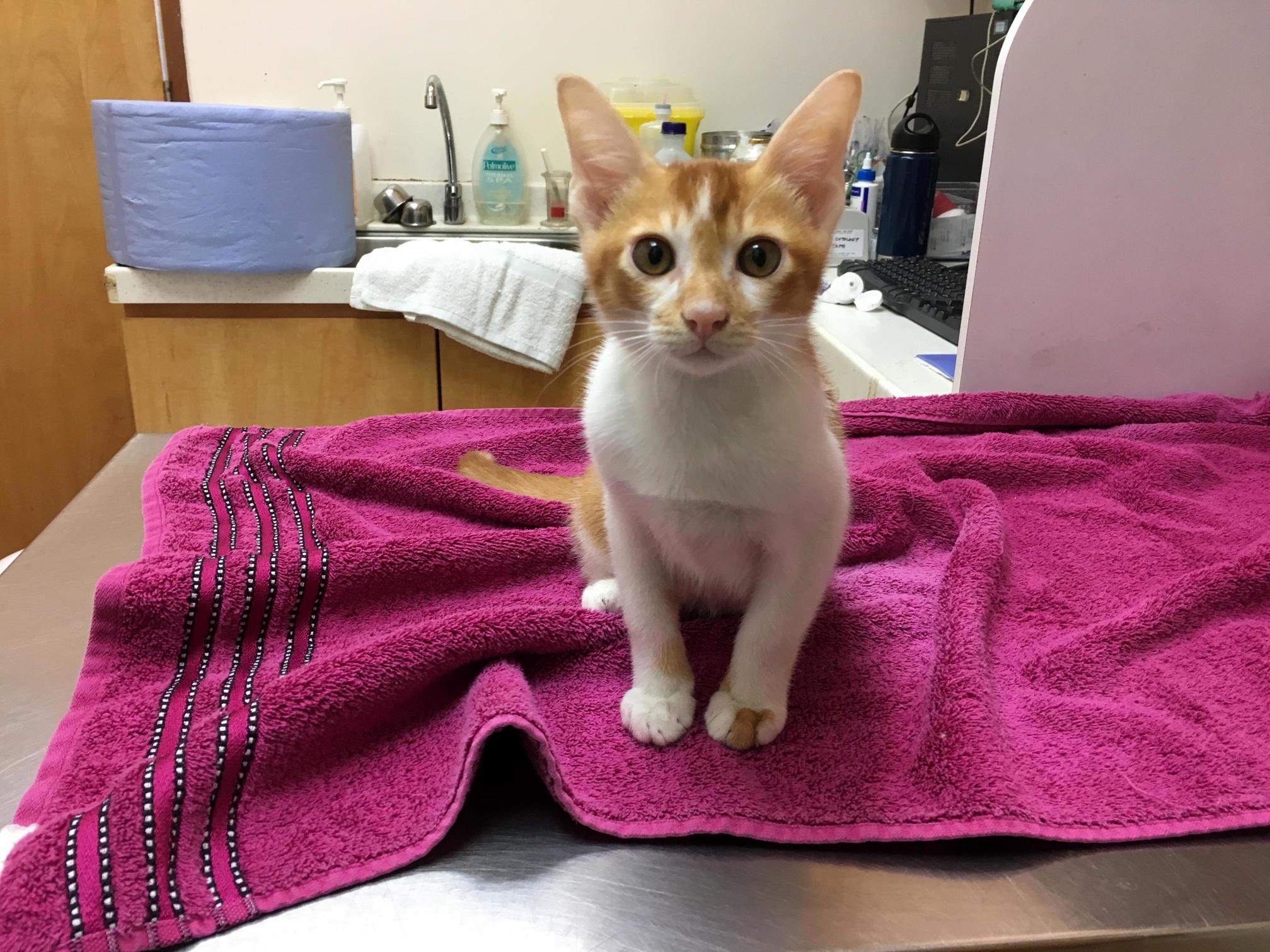 At 3.5 Months Old His First Time at the Vet. Can You Tell That Hes Terrified