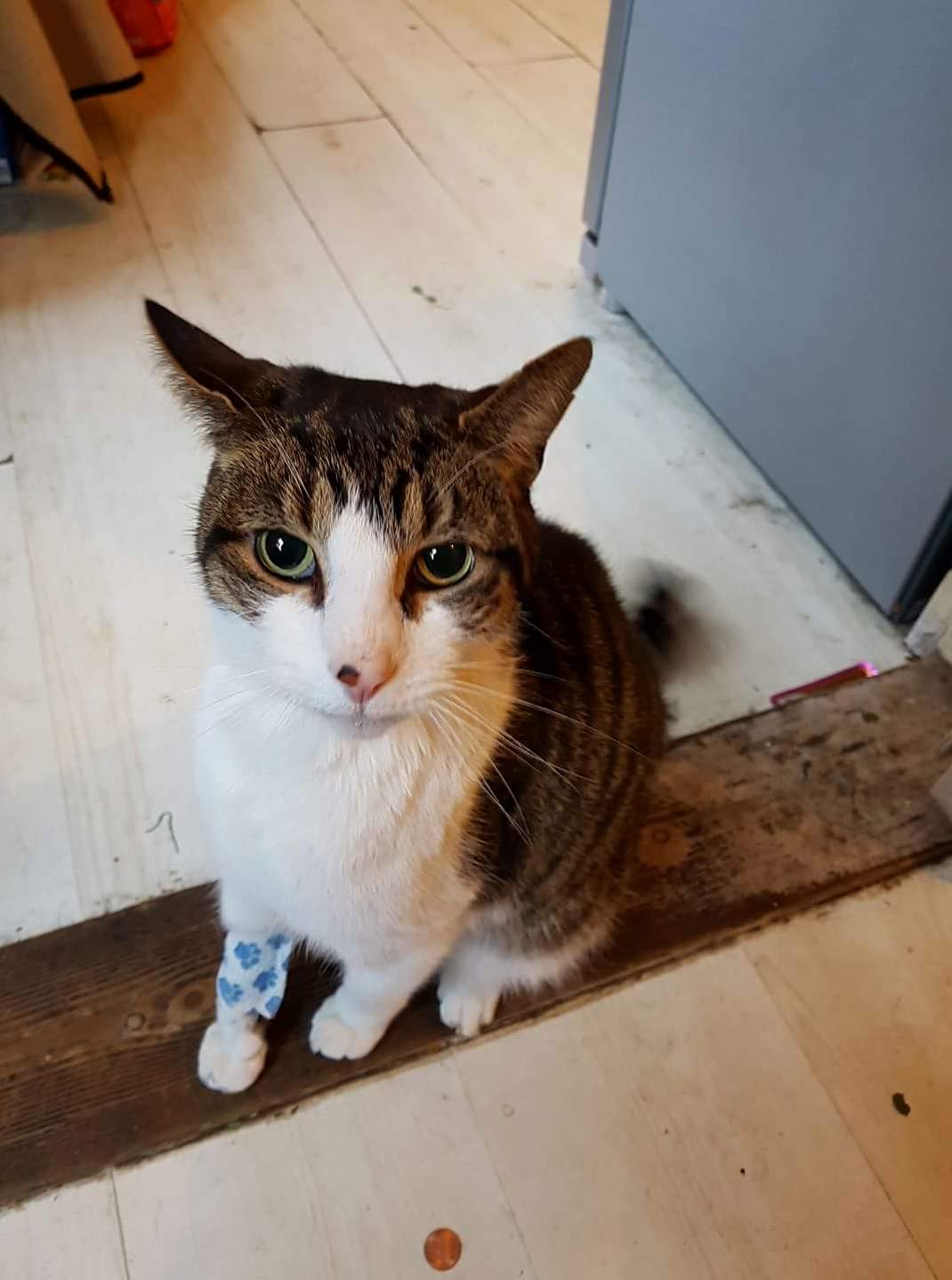 Baby Home from the Vets