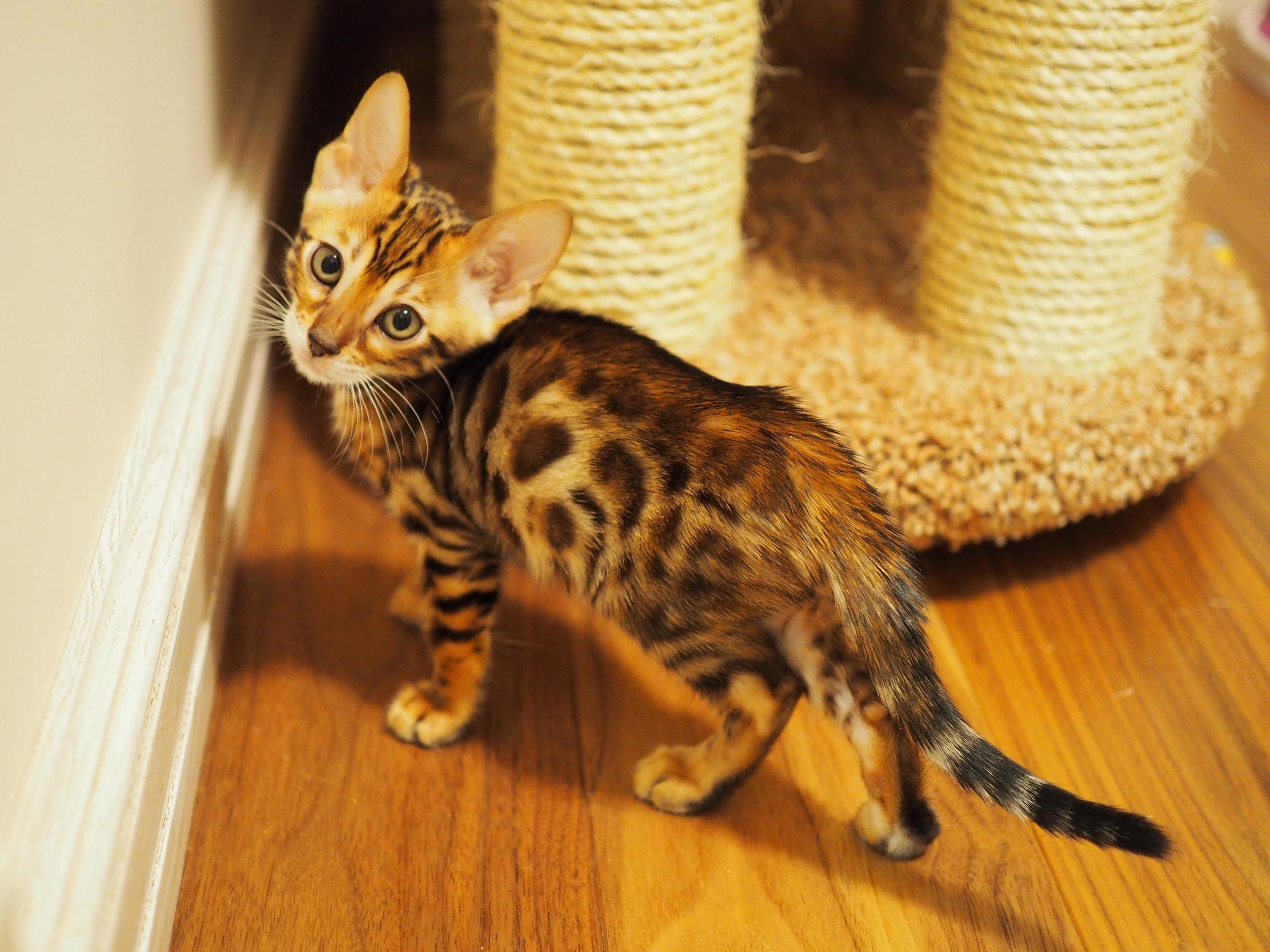 Bengal Man