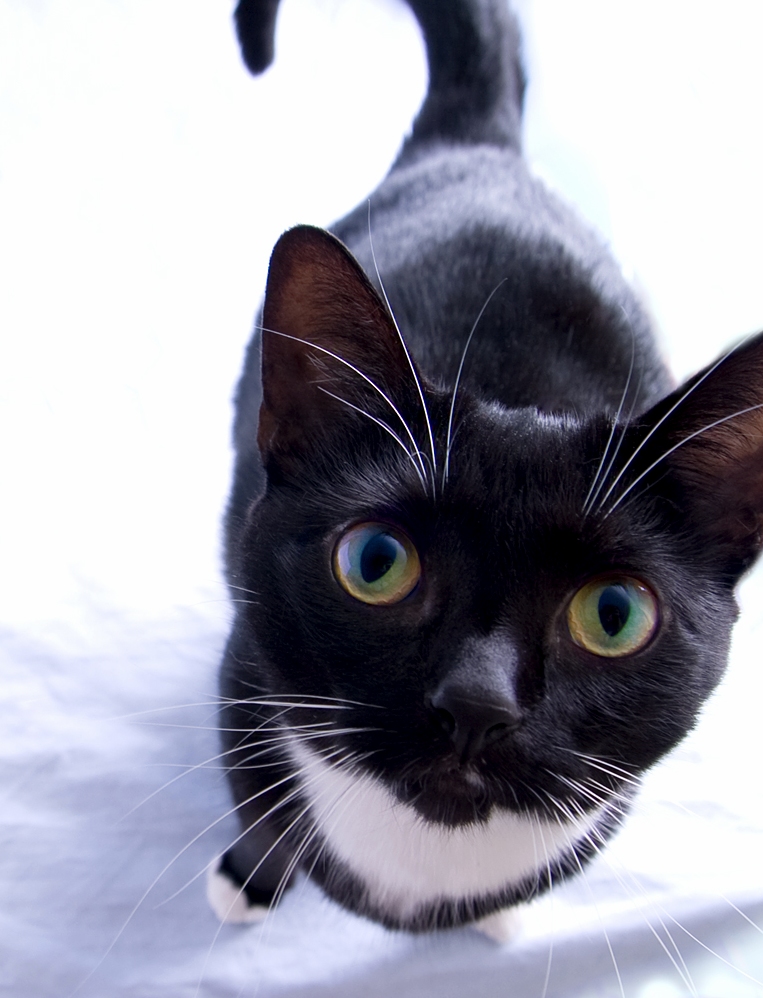 Best Way to Get My Tubby Little Cat Look at the Camera Hold a Treat Up Next to the Lens.