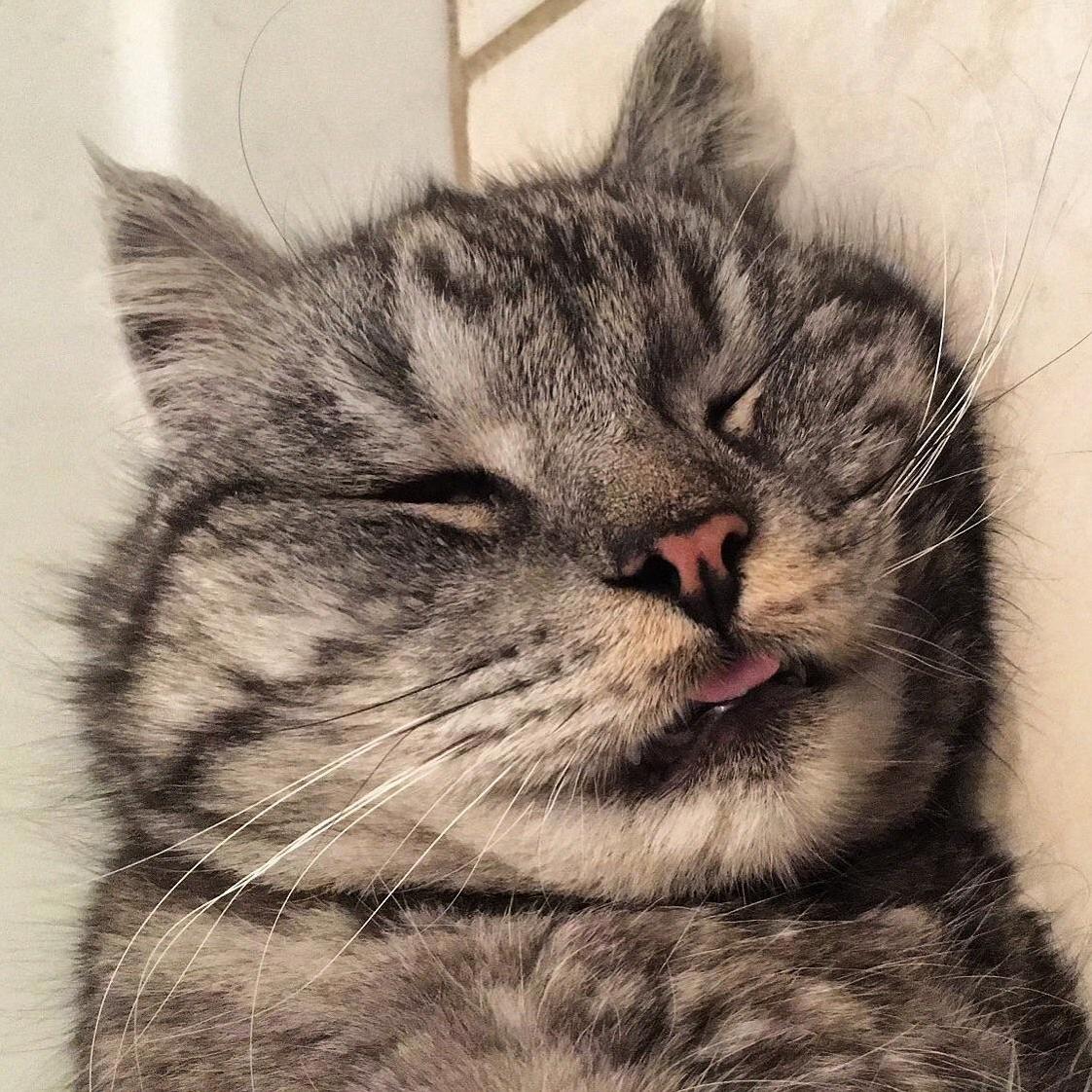 Blep