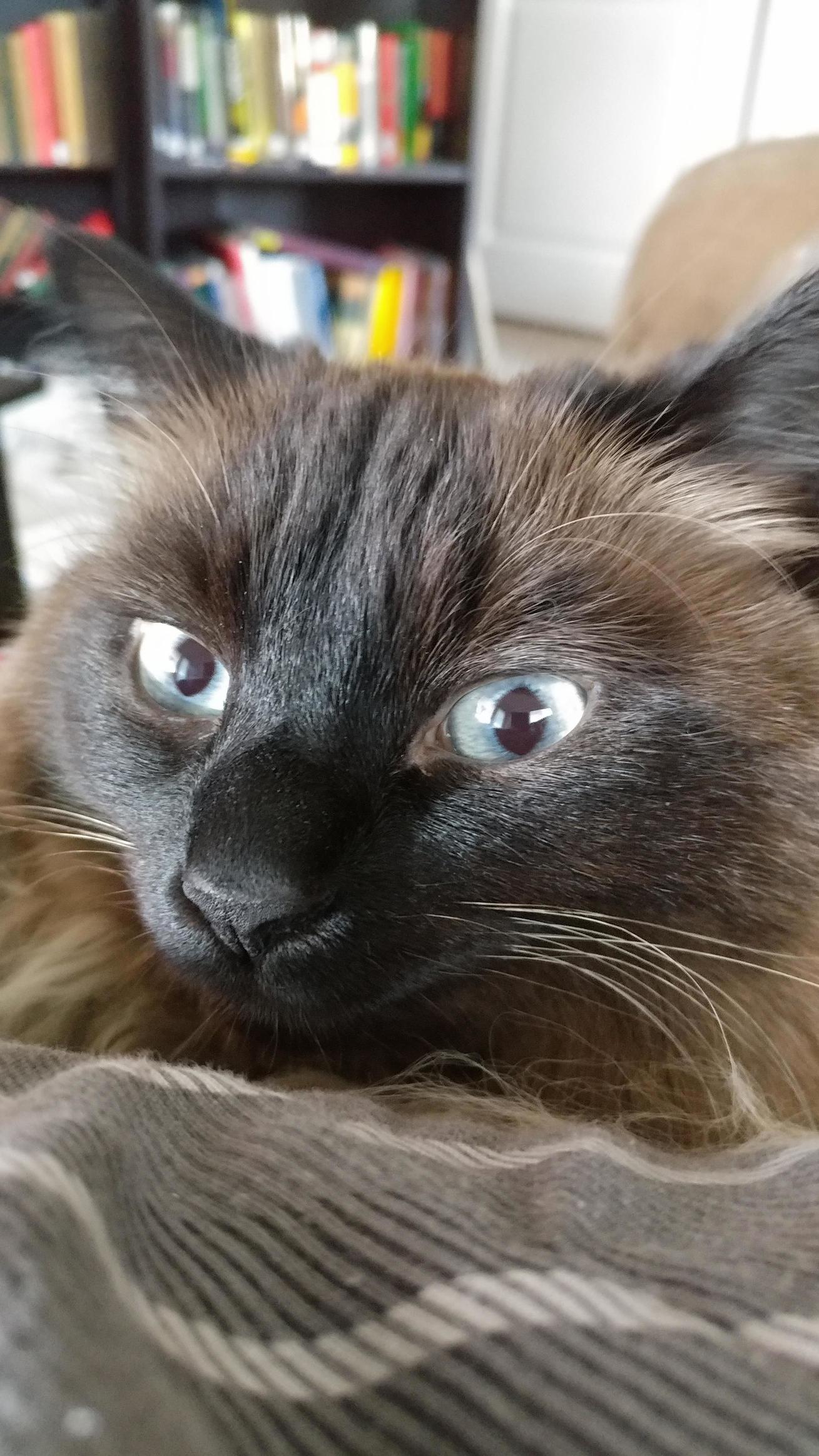 Blue Eyes