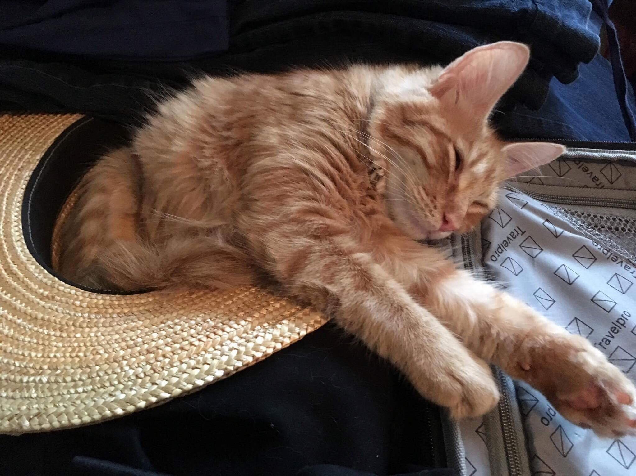 Cat in the Hat