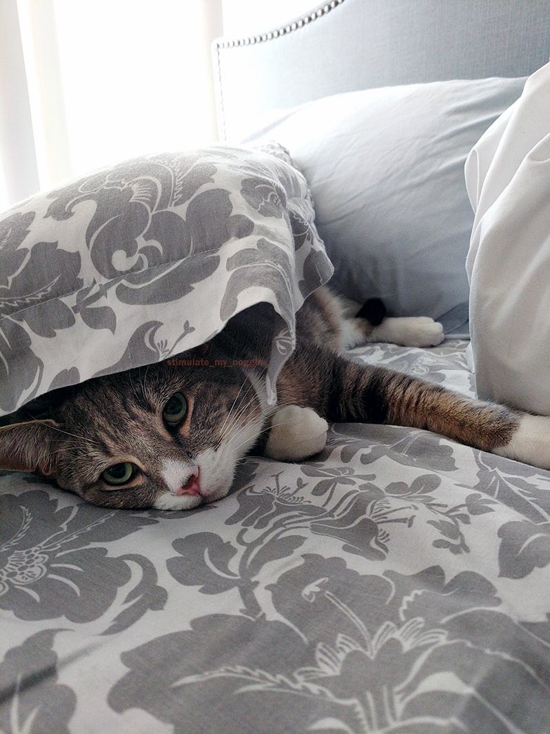 Catmoflauge at Level 9 - Needs More Work Merlin Cat