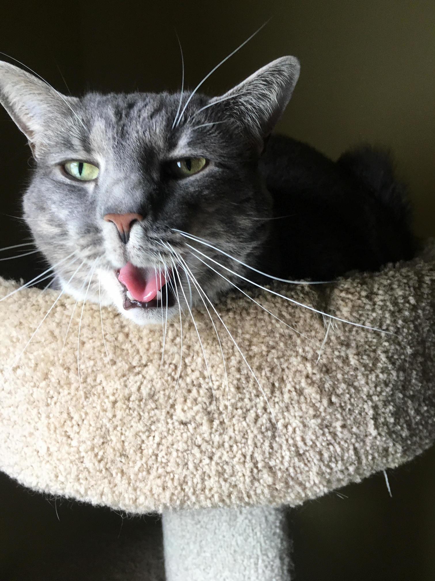 Caught My Cat Mid Yawn. Cant Stop Laughing
