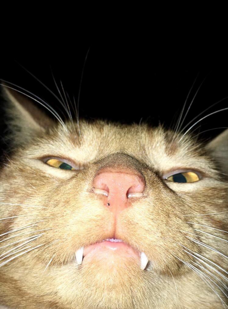Count Kitty