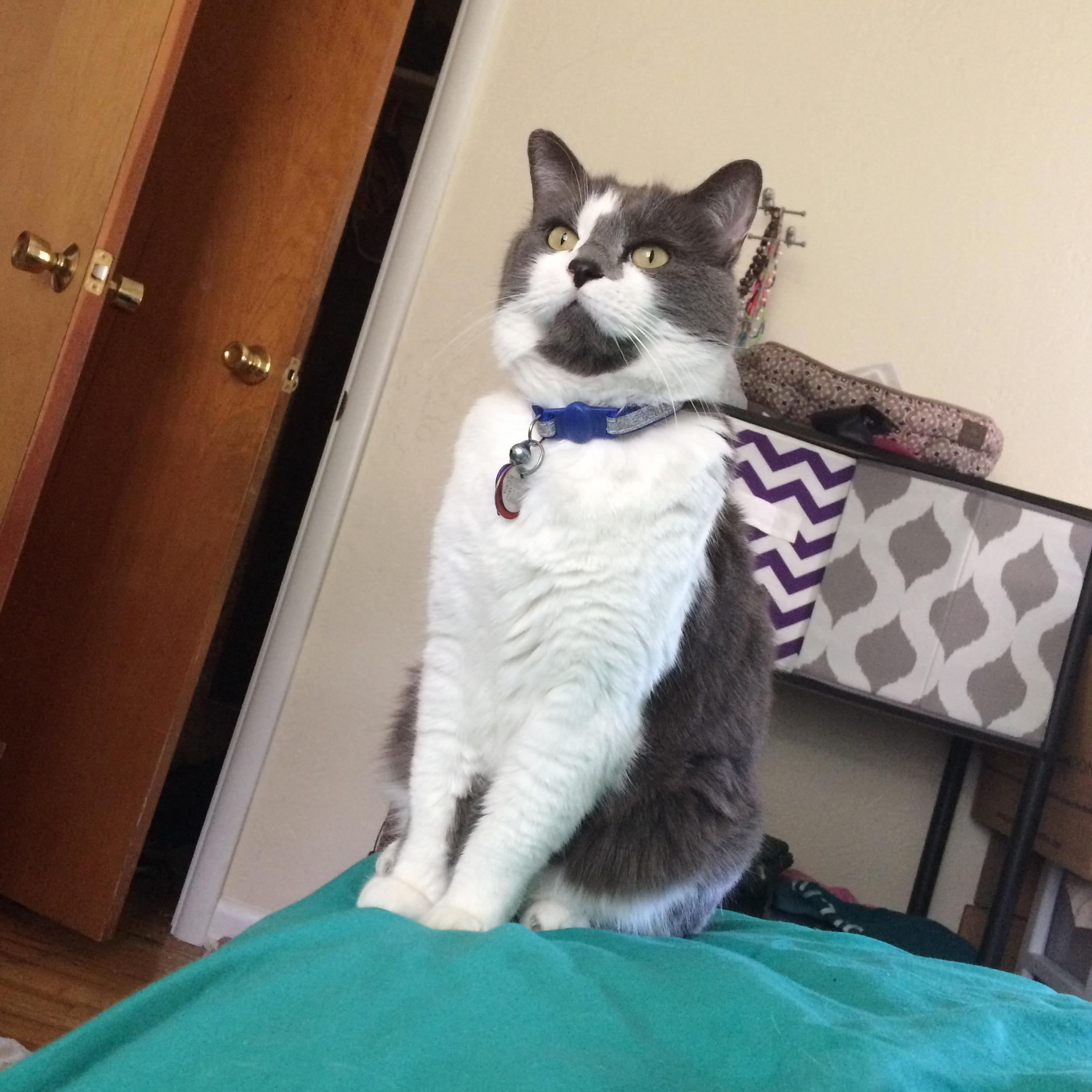 Diamond Guardian and Fierce Protecter of This Home