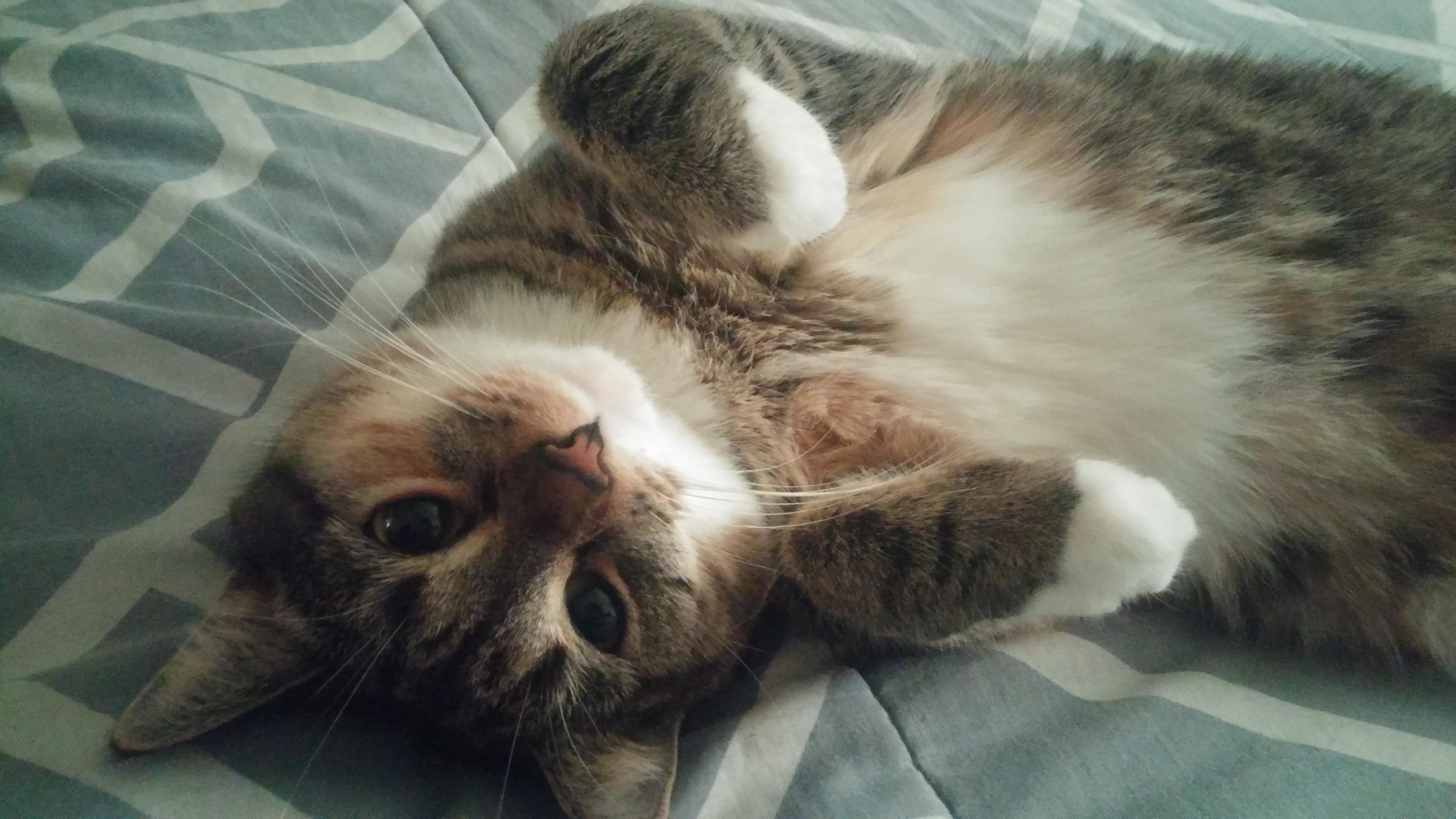 Fay - Loves Her Belly Rubbed.