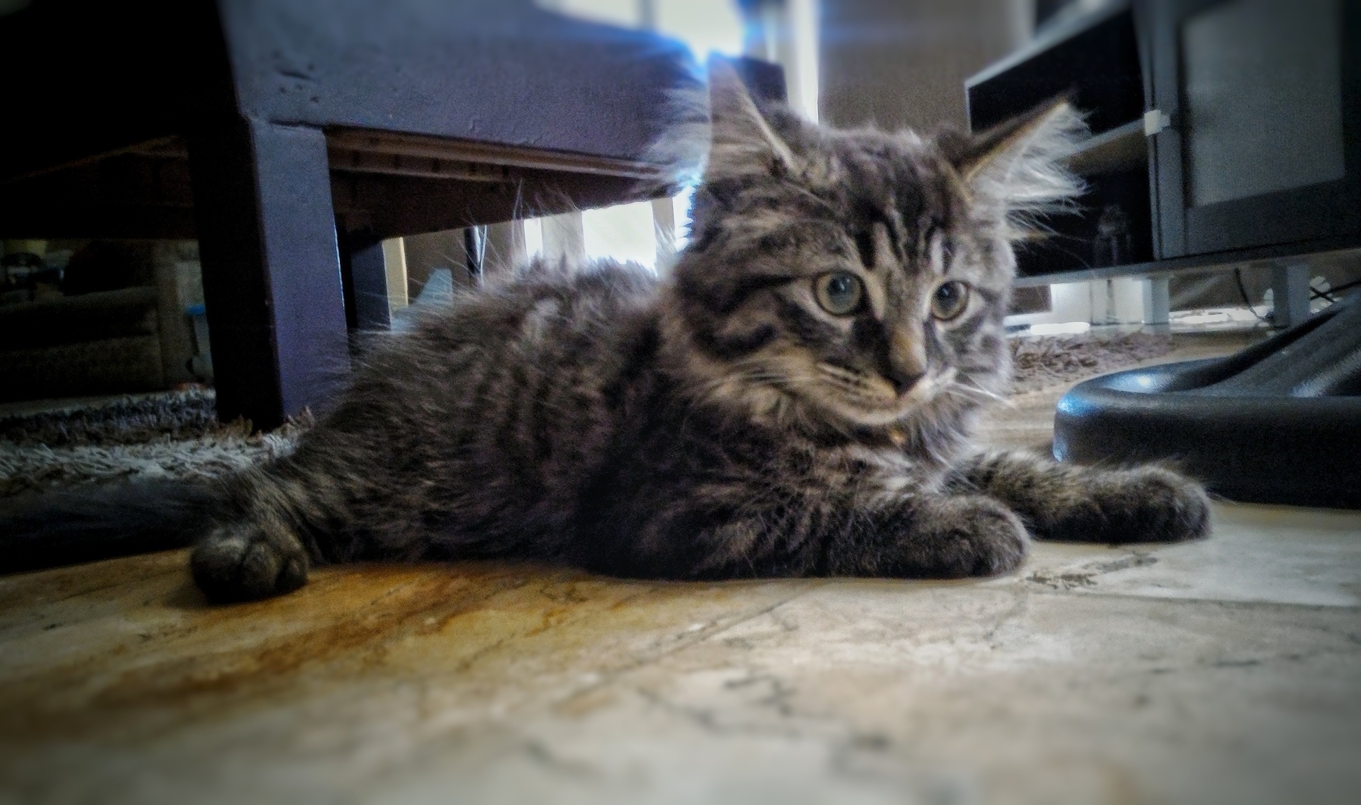 Finally Have a Decent Pic of Our Little Floof