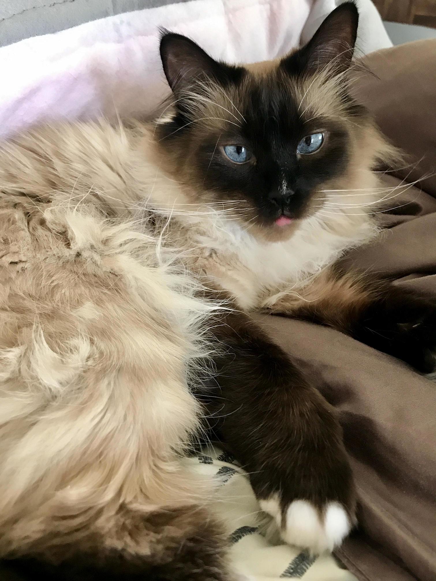 From Biteyscratchymatted Feral Kitty to Sweet and Cuddly Bed Warmer Kitty. He Will Always Be My Baby.