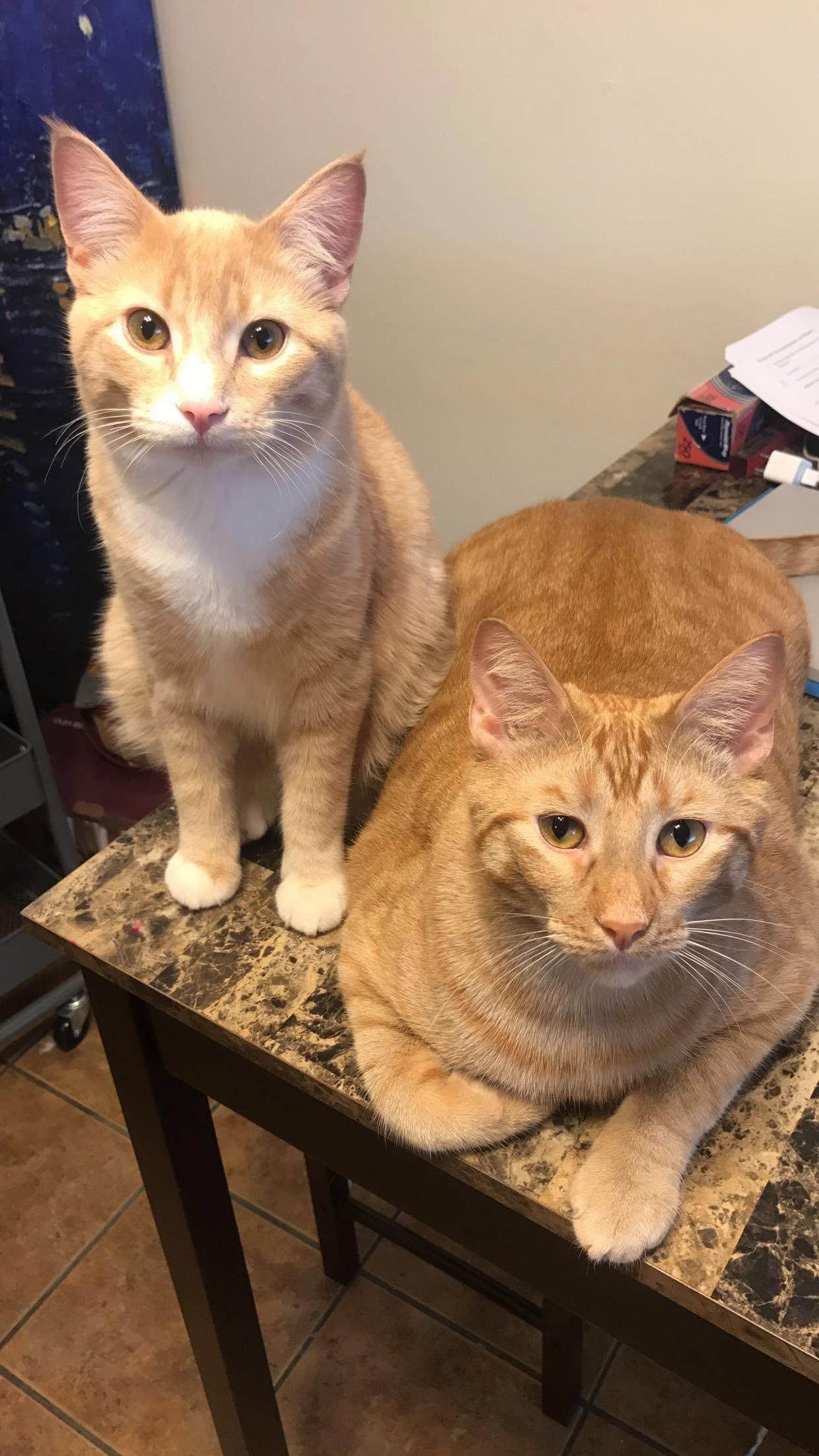 Gambit and Beast Like to Hang Out in the Kitchen While I Cook.