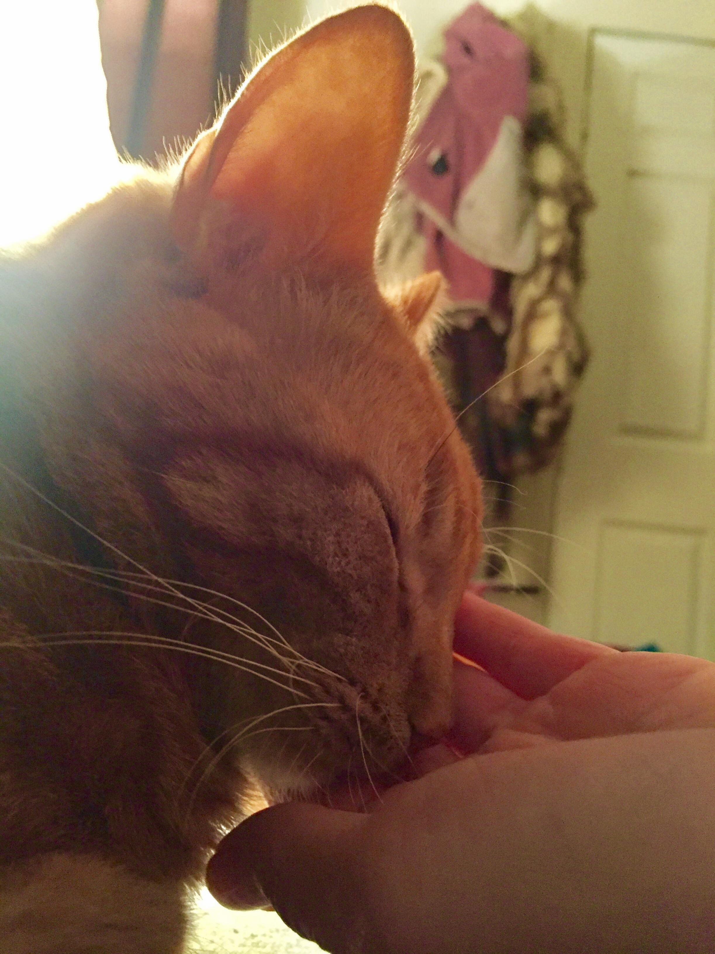 Ginger Kitties Are the Worst...