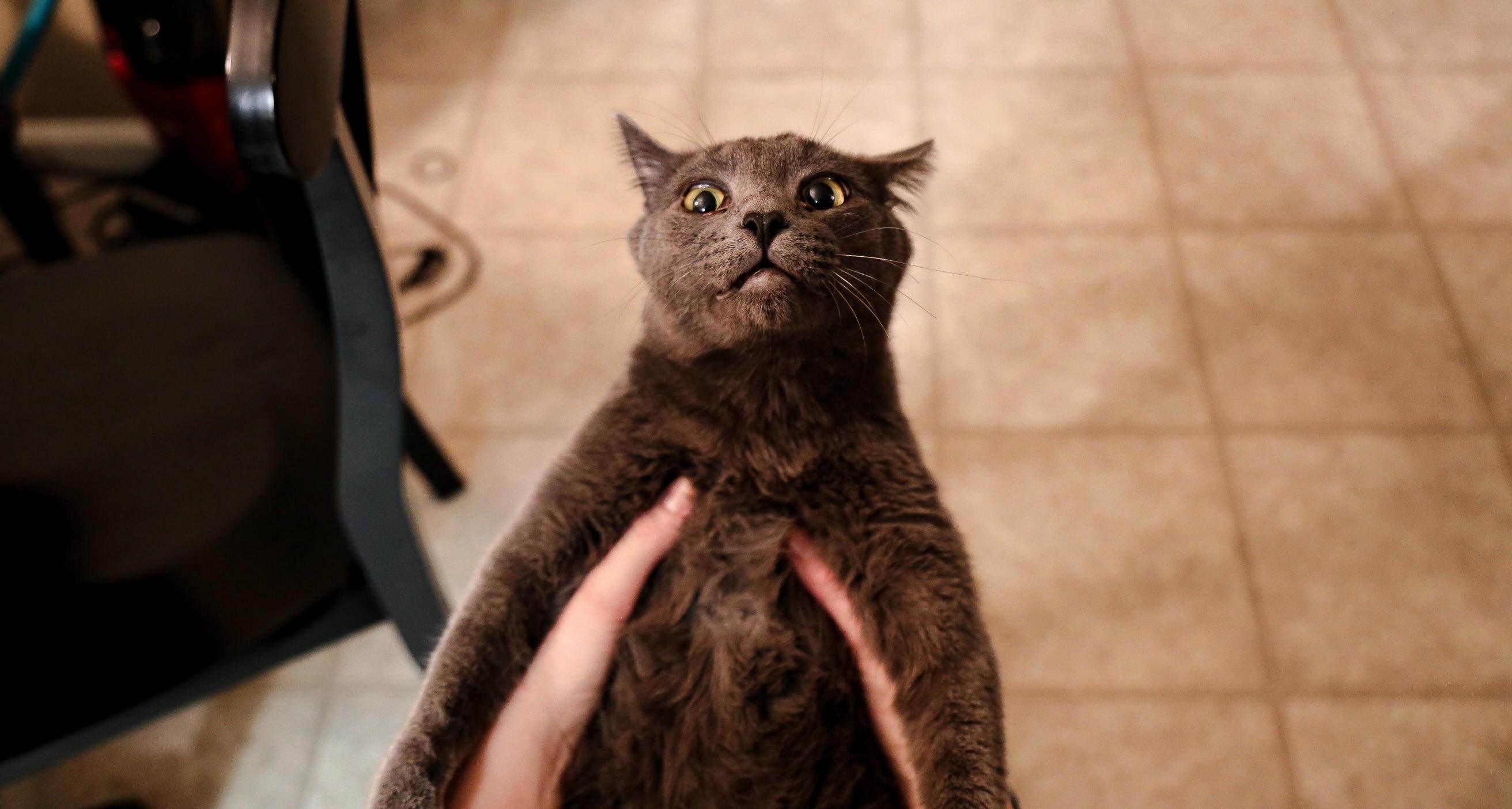 Got a New Camera and My Sister Wanted Pictures of Her Cat. This Is All I Could Come Up With.