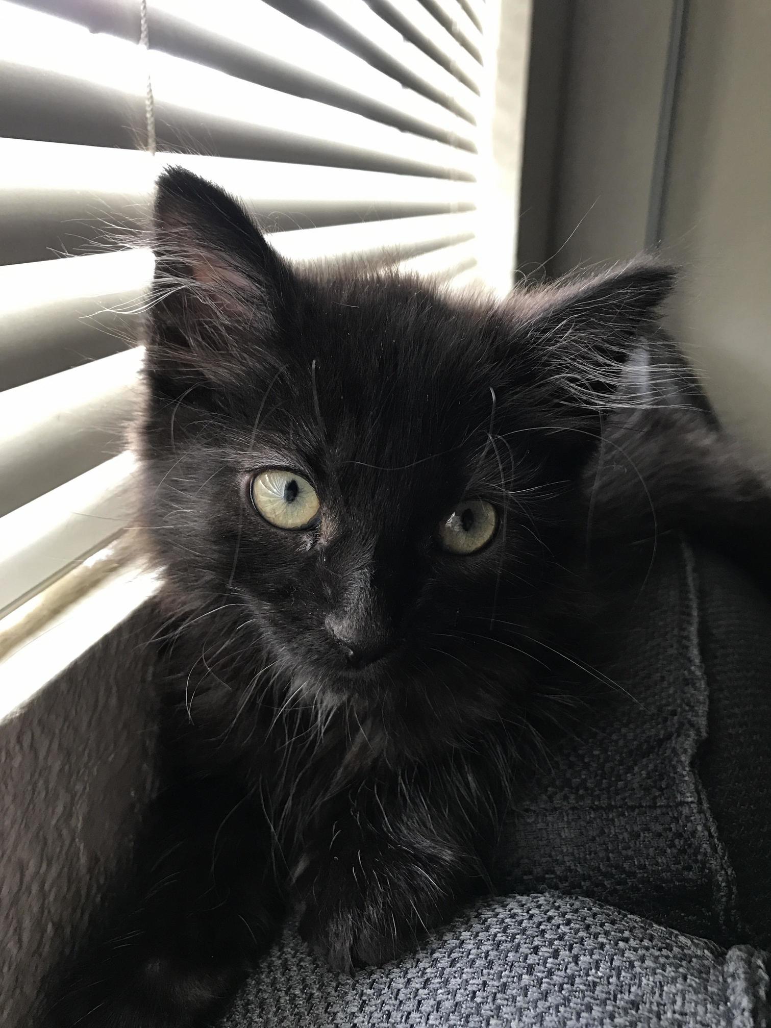 He Always Looks Like He Hasnt Been Brushed in Weeks