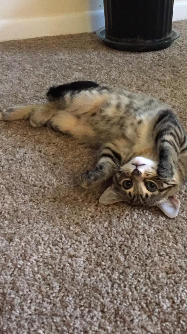 He Rolled Over for the First Time Today and I Cant Handle It.