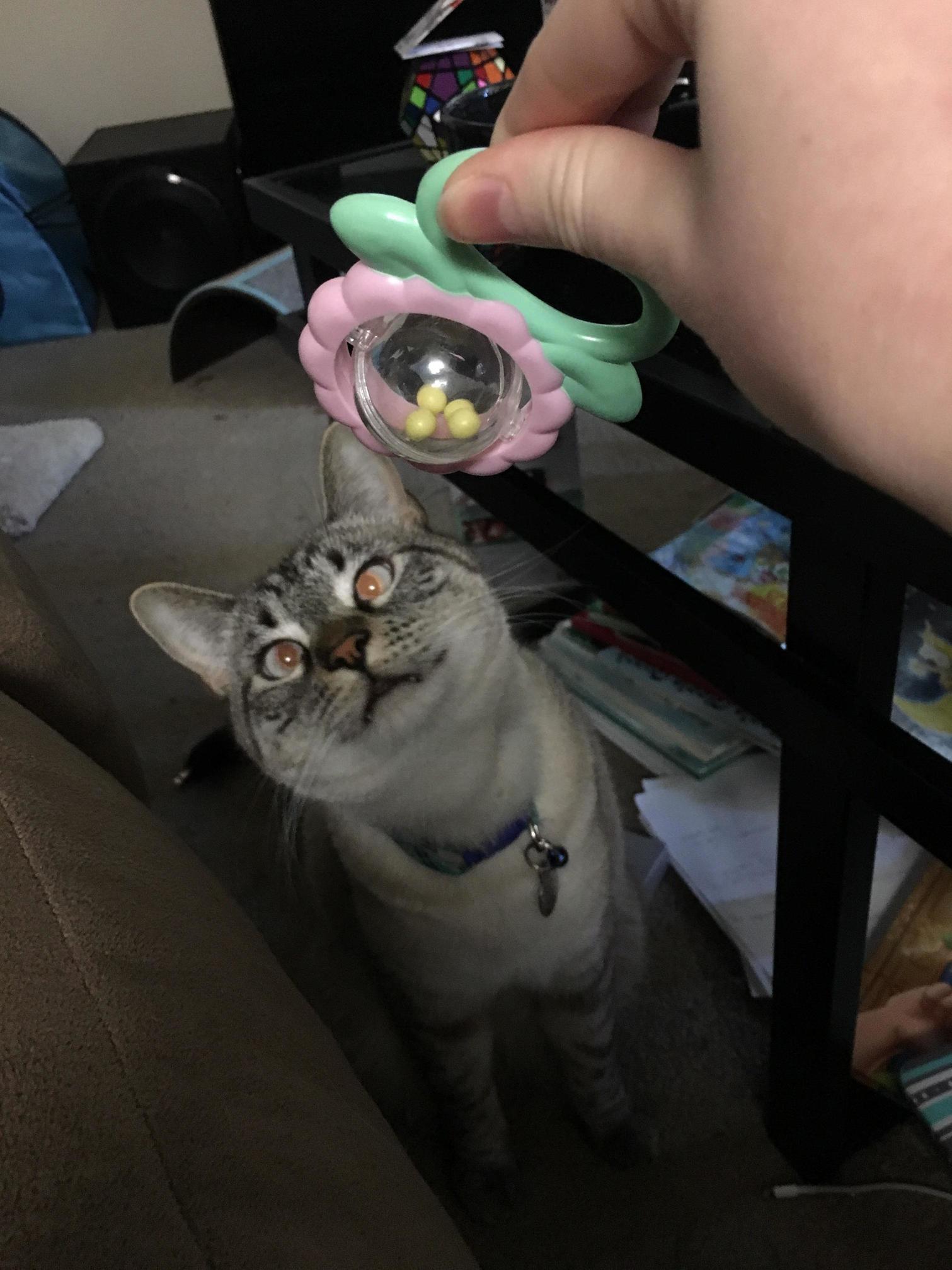 He Was Fascinated by the Rattle