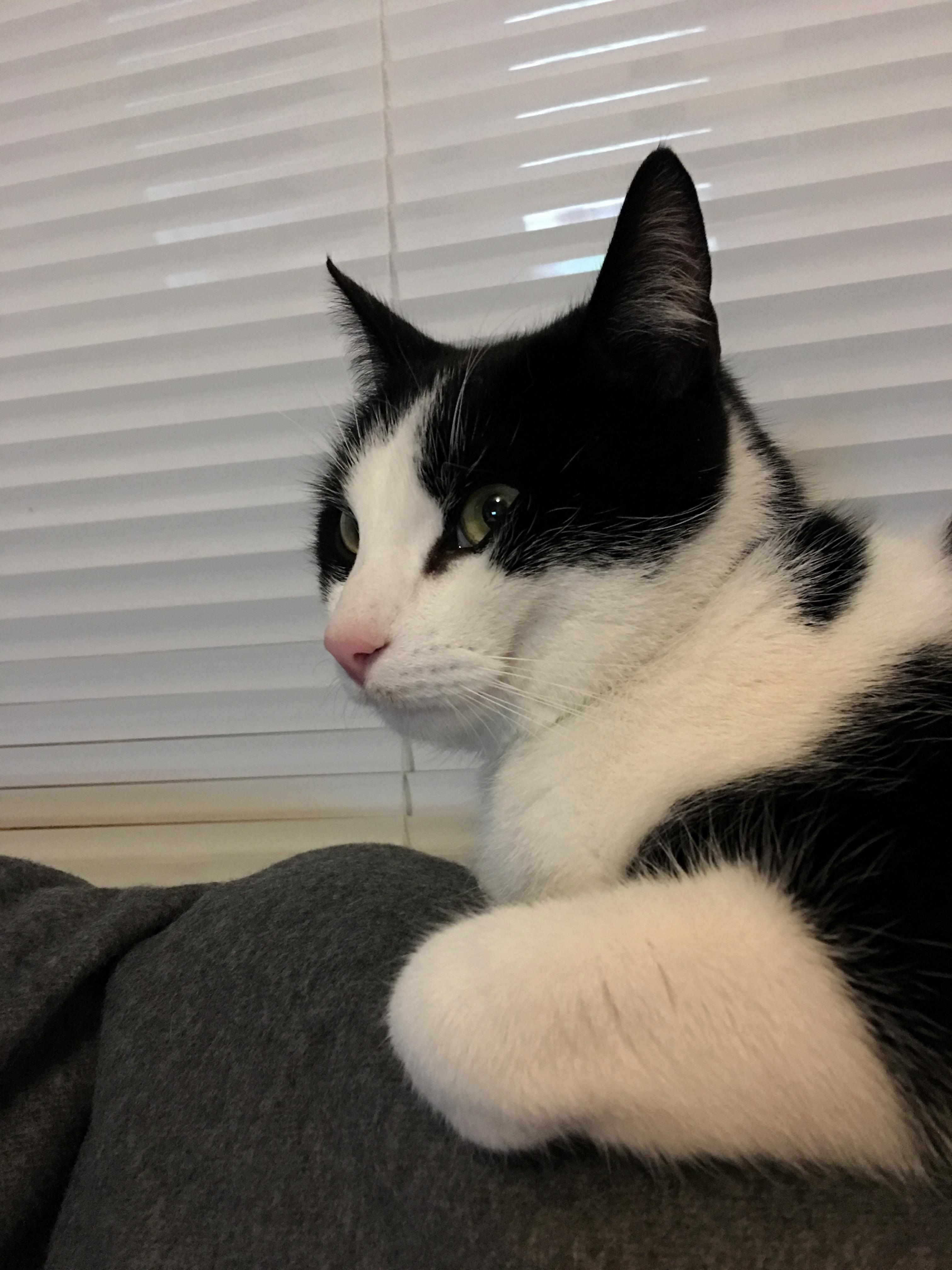 Henry Came with a Little Buddy. 16 Month Old Clarence. Both Settling in Very Well and My Other Cat Ethel Is Warming to 2 New Kitties.