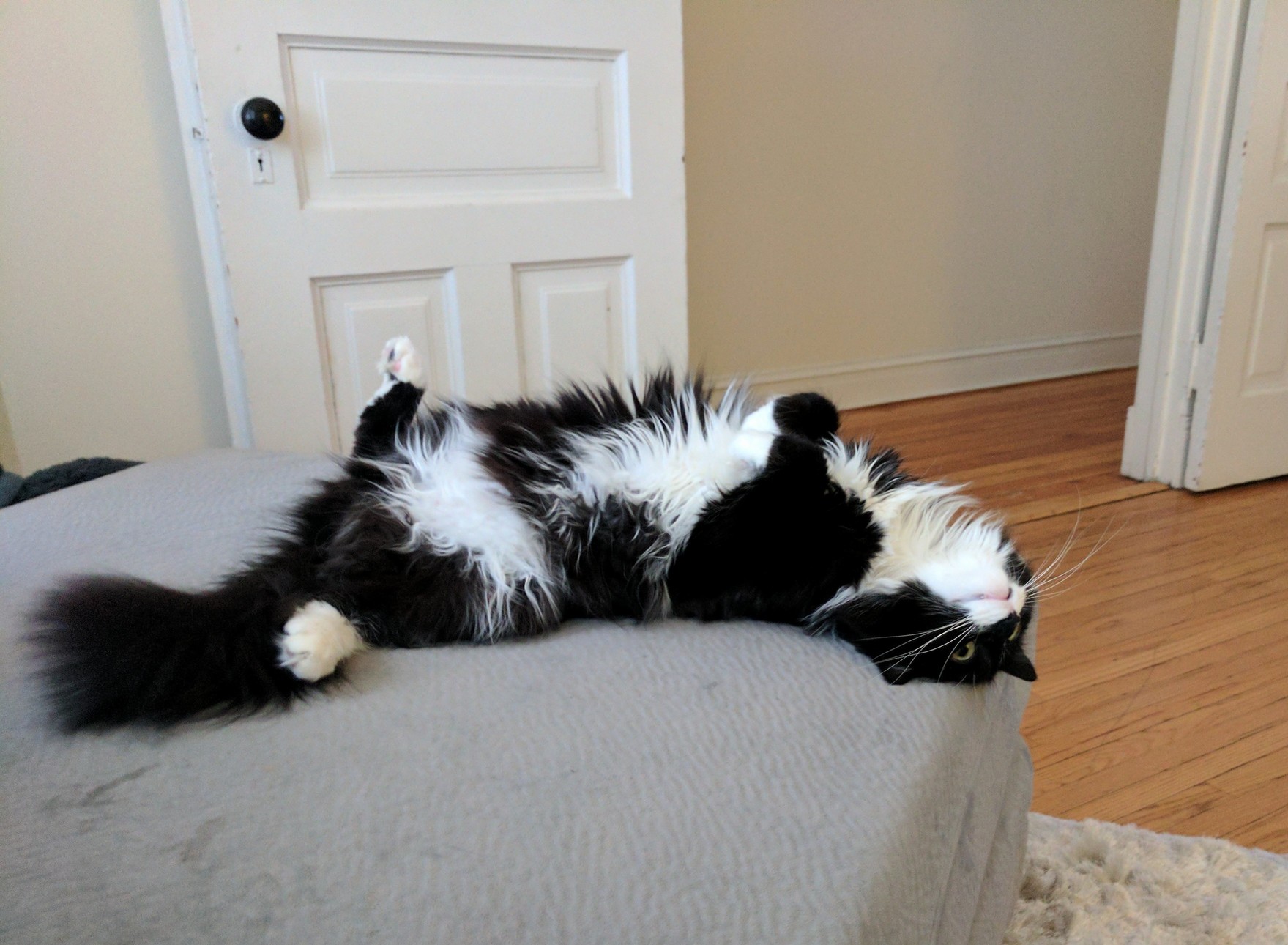 His Name Is Mr. Kitty and He Likes to Lay in Strange Positions