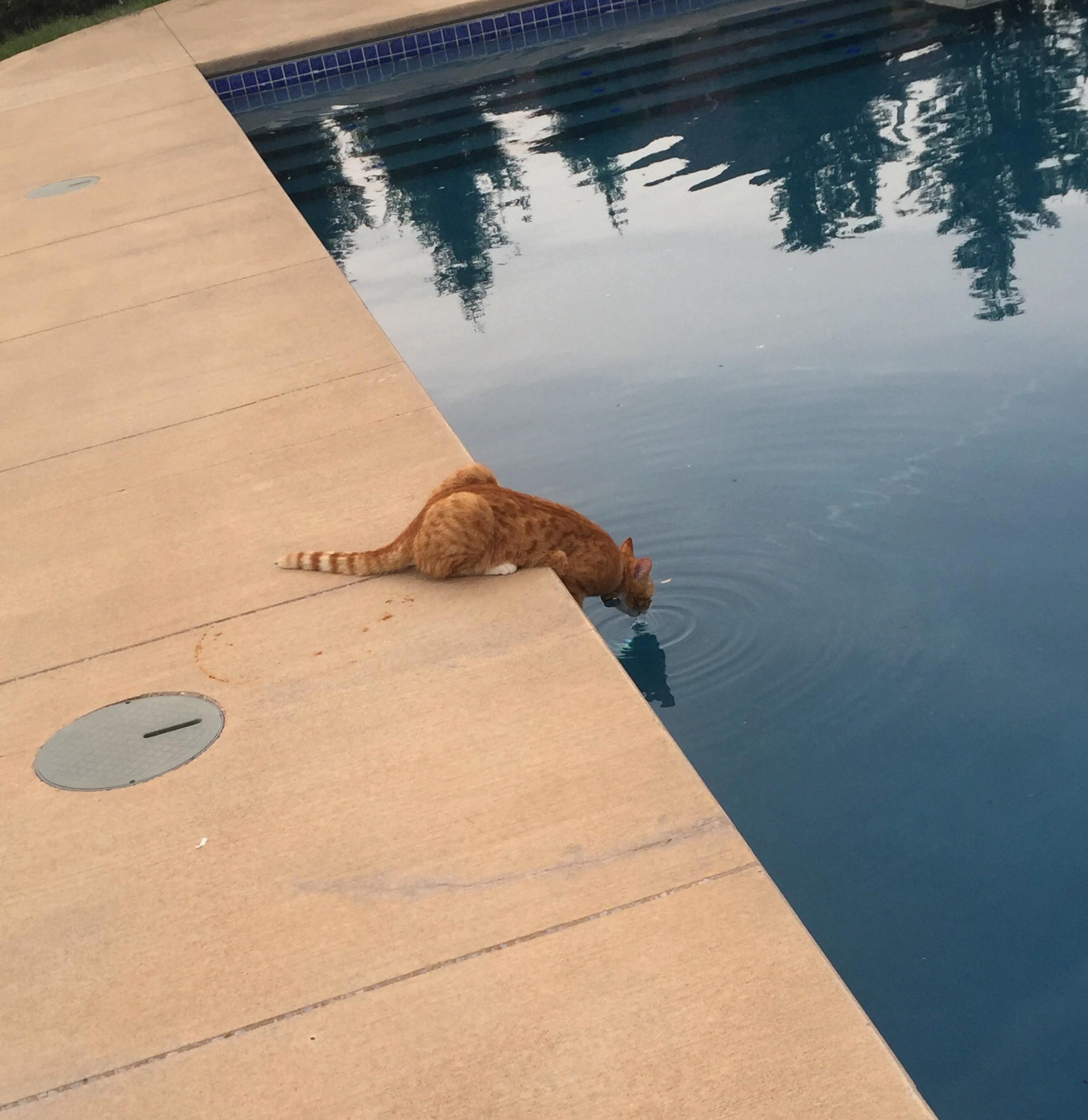 I Always Find Him Drinking Out of Anything but His Water Bowl.