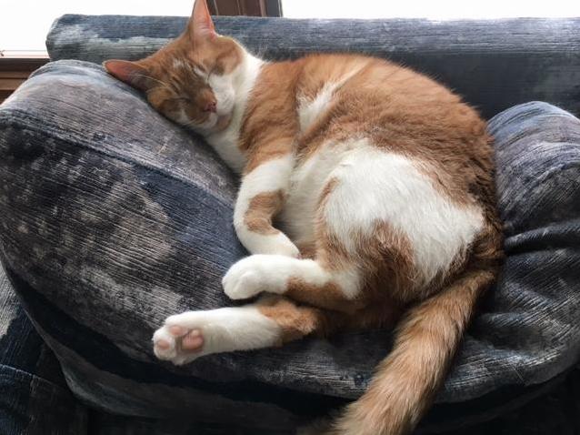 I Am So Jealous How Well My Cat Can Sleep Anywhere