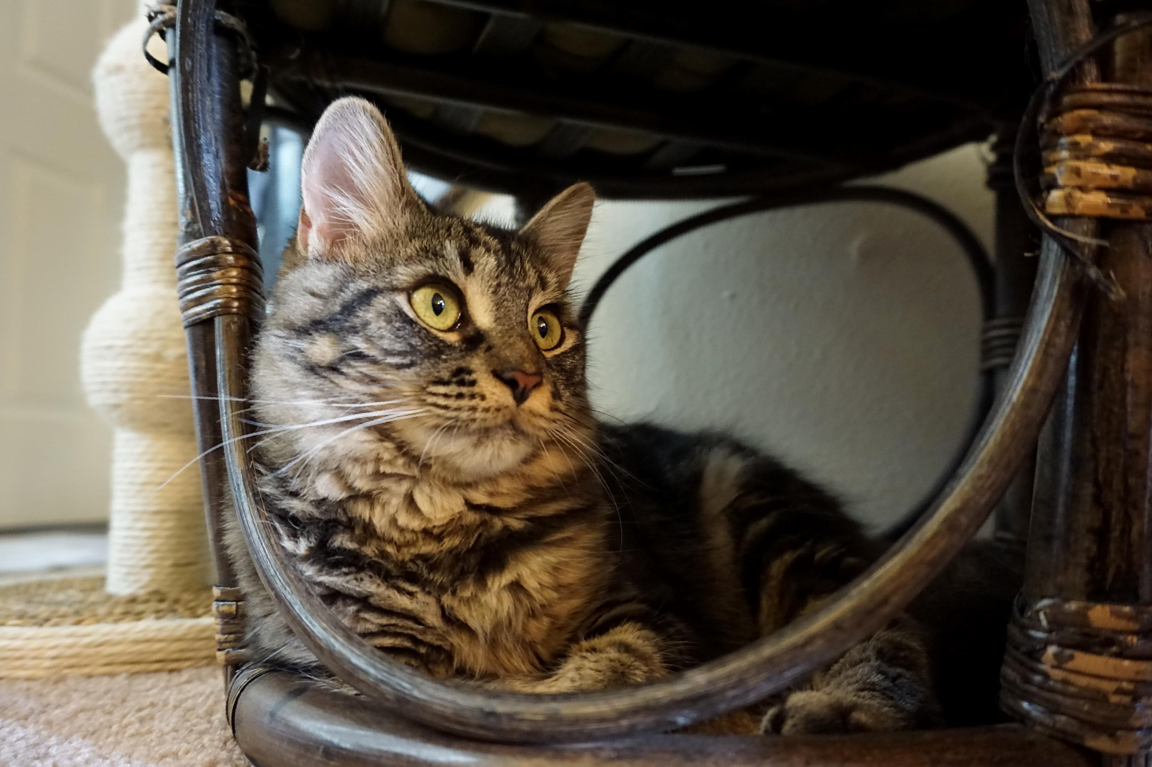 I Got a New Camera Recently and I Have the Best Model to Practice on