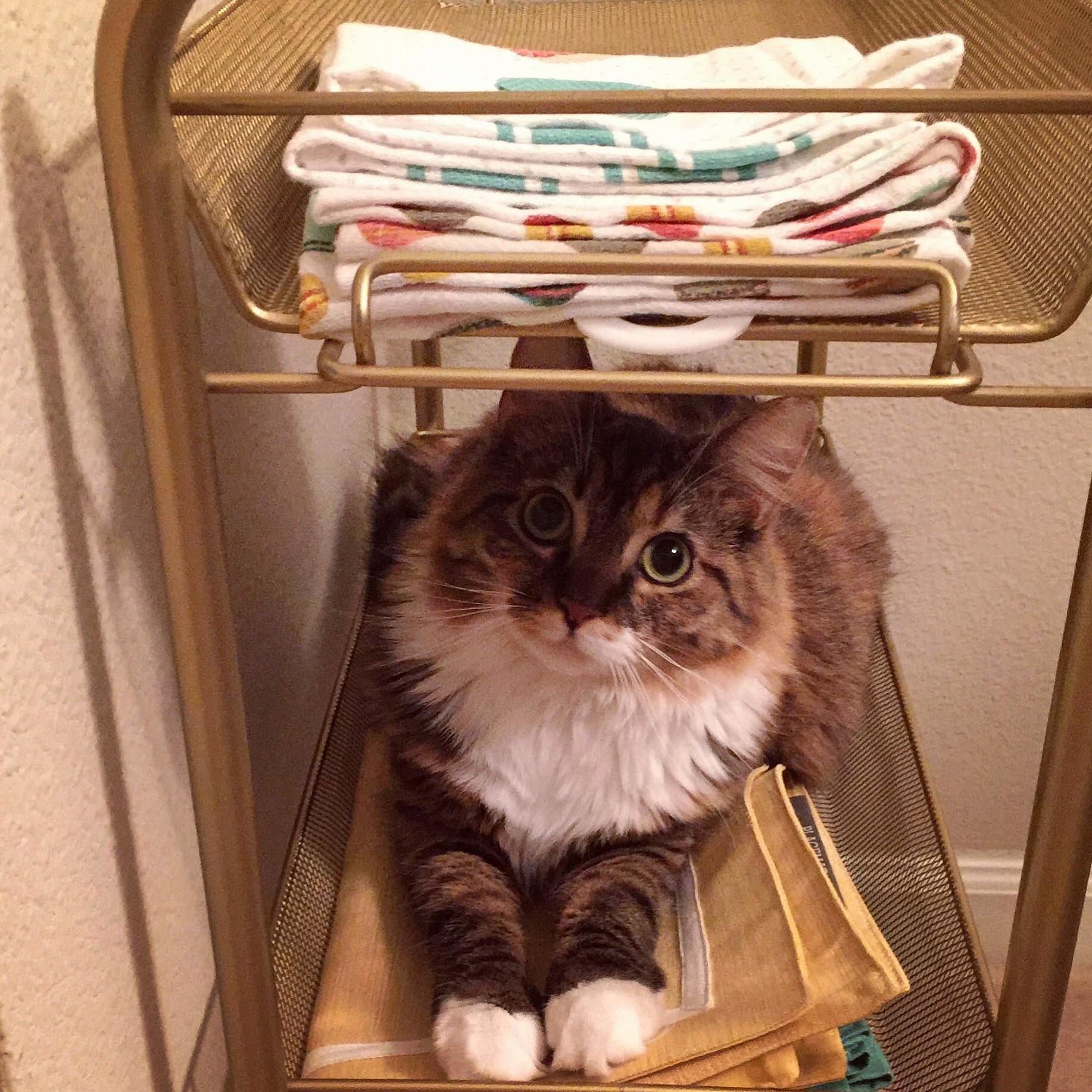 I Guess the Bar Cart Is Her New Bed