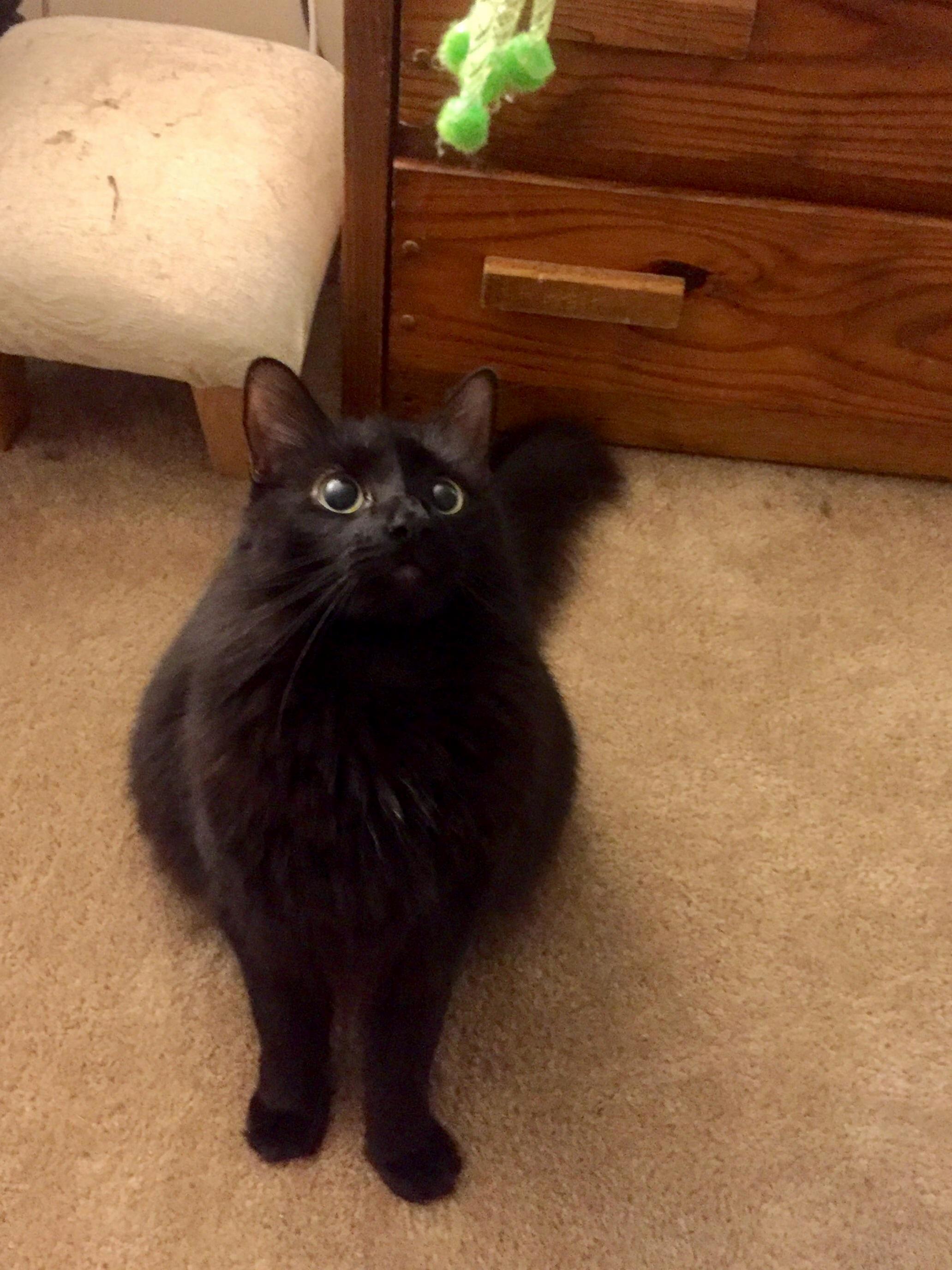 I Love Her Face When She Sees a New Toy Hand Was Unintentionally Clawed Immediately After This
