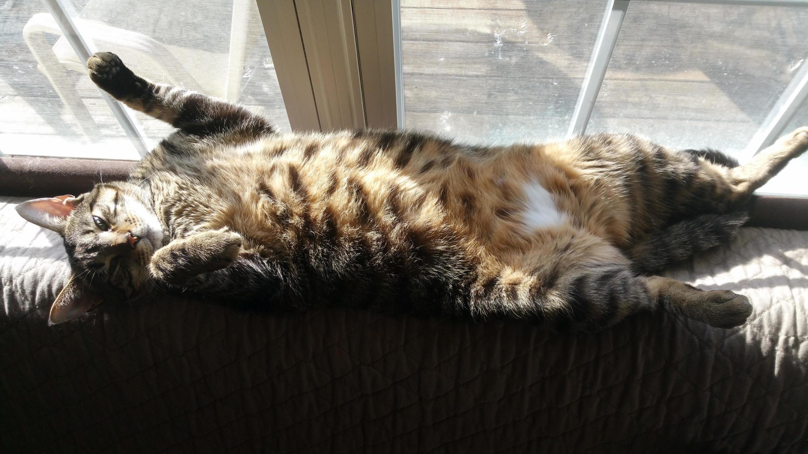 I Need a Tan on Meh Belly Yogi Sleeps Like This Every Day