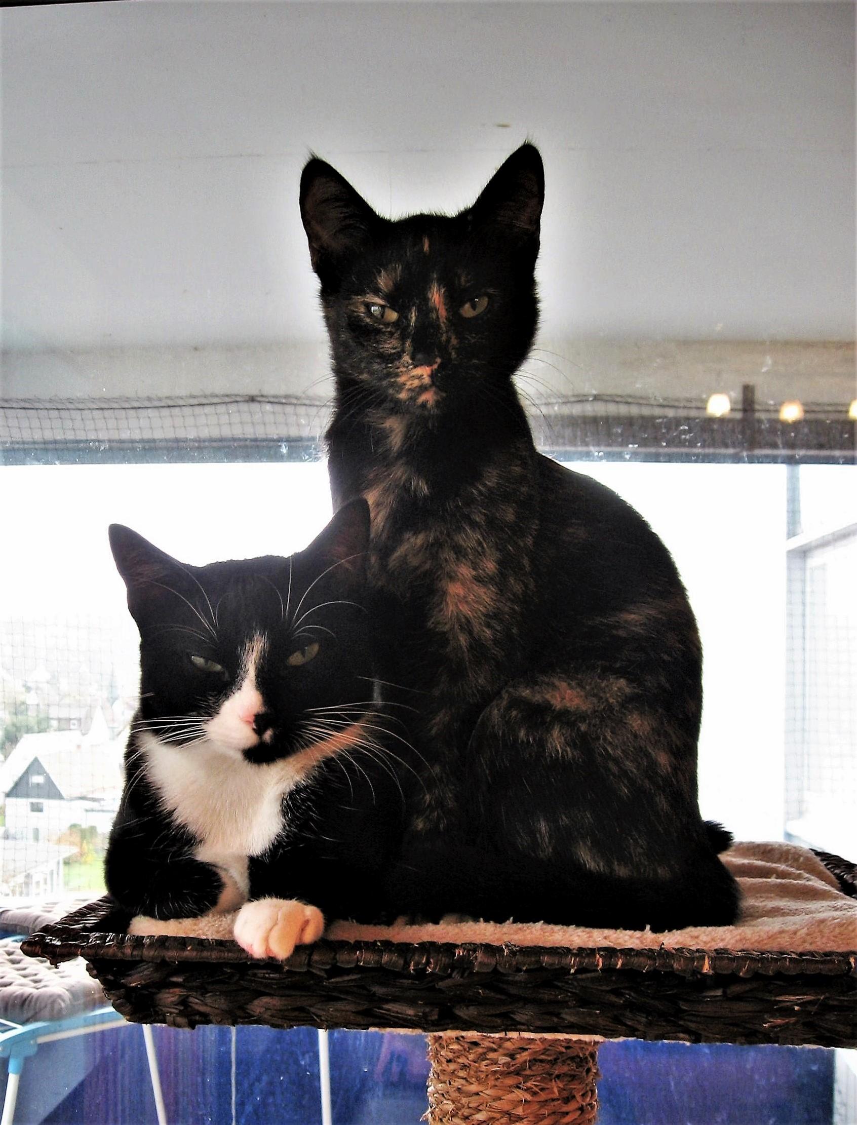 I Think I Have the Coolest Cats Ever