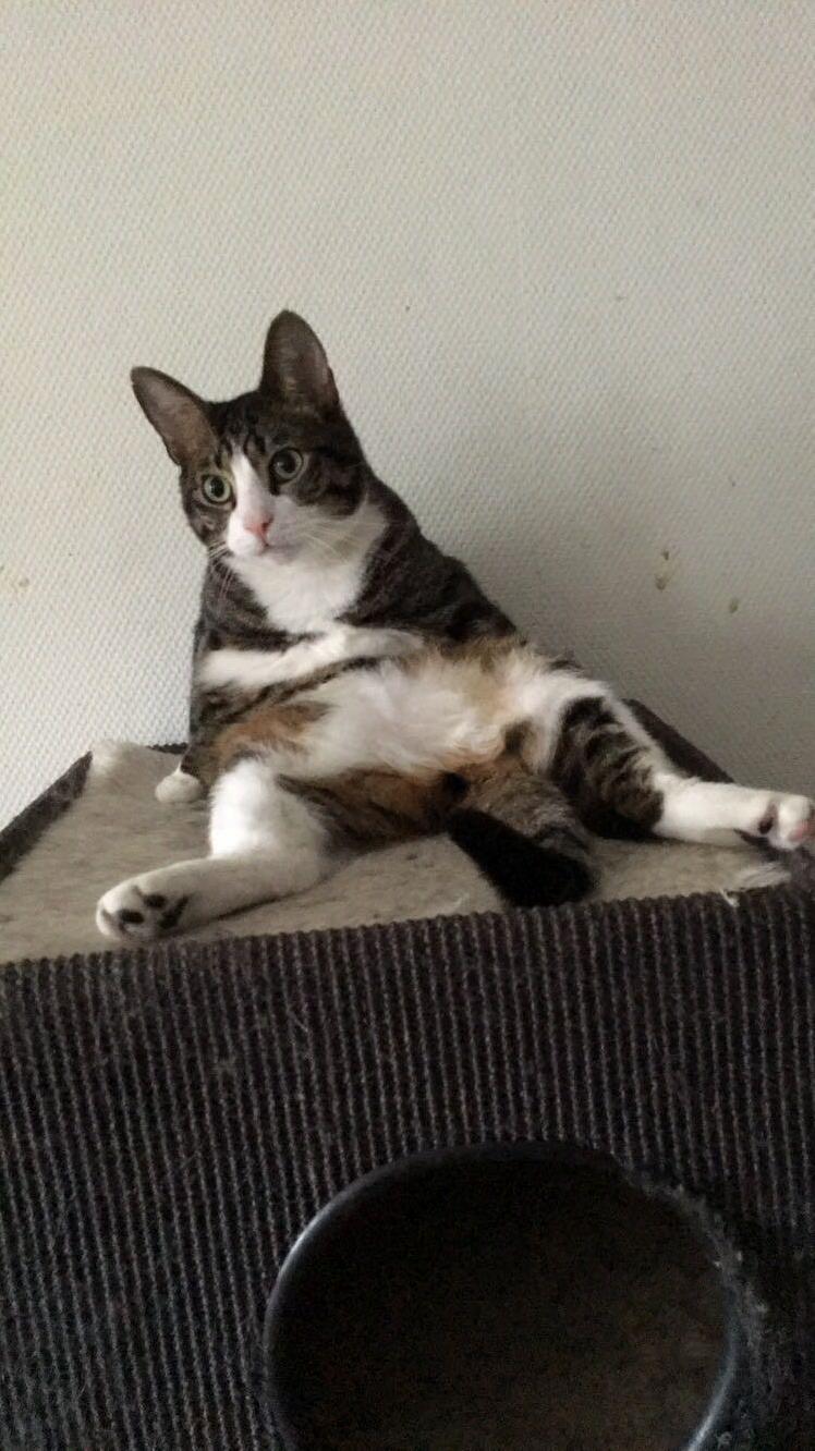 I Think Someone Is Asking for Belly Rubs...