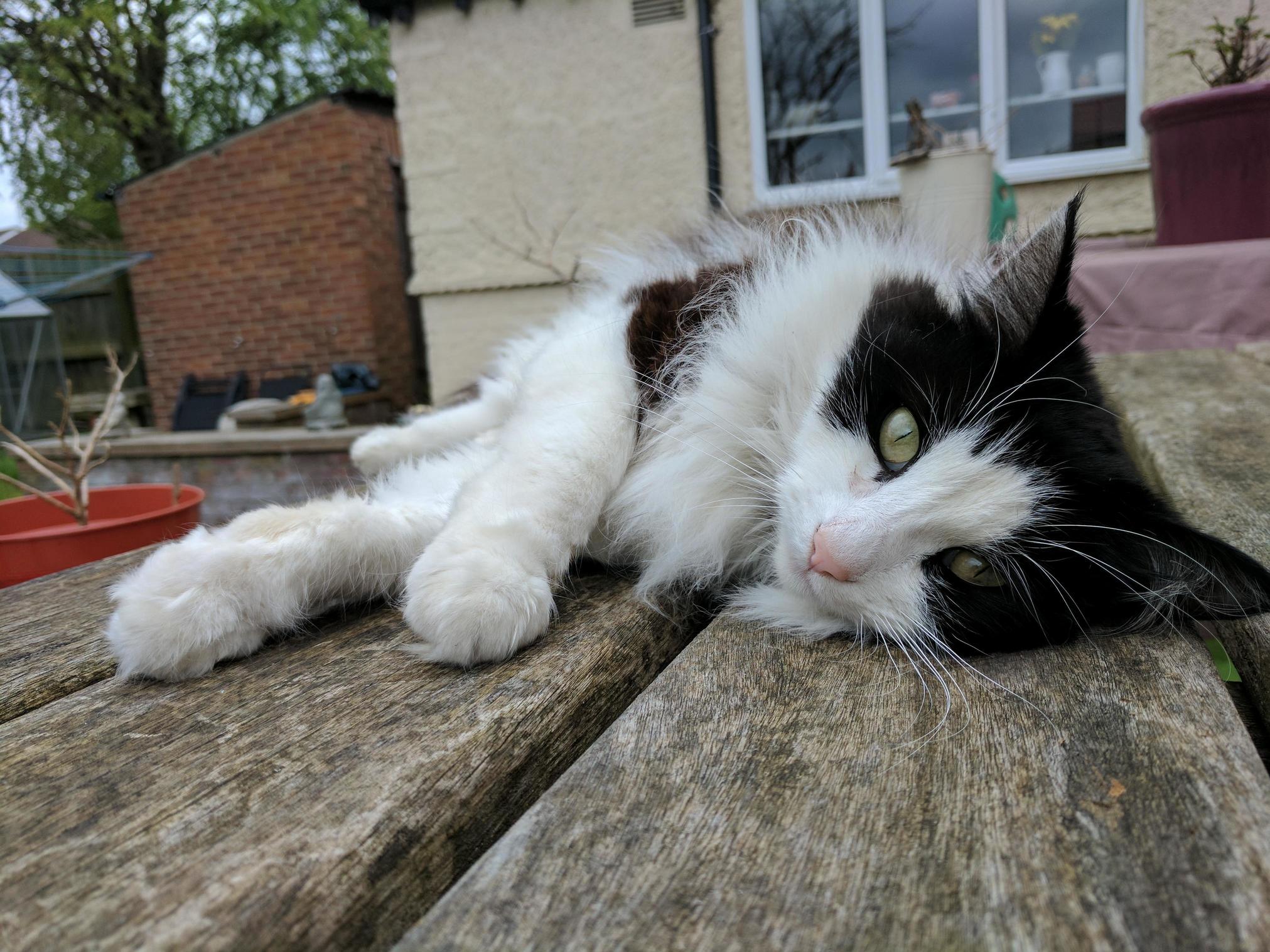 I Was Trying Out My New Phone Camera and Snapped This of Minnie Shes Weirdly Photogenic