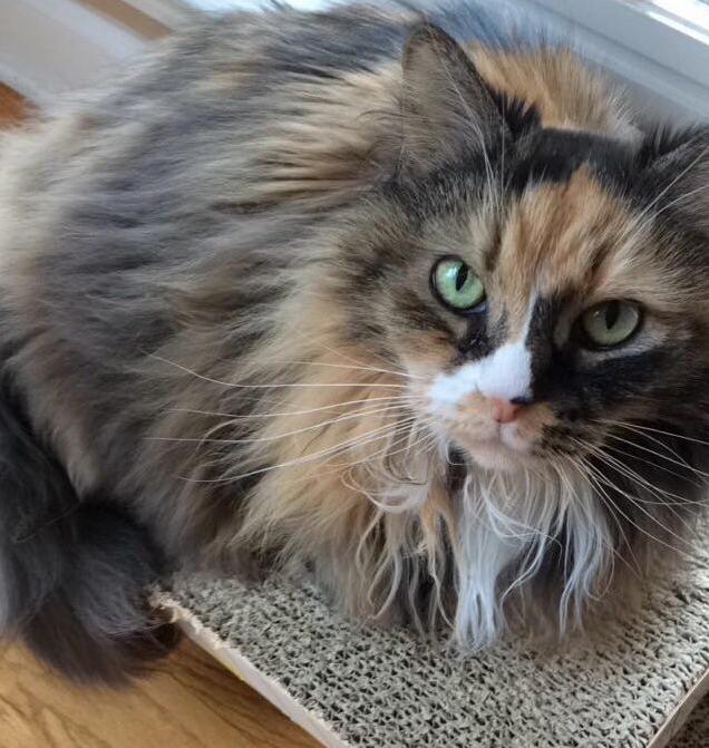 Just Love Her Little Nose Stripe
