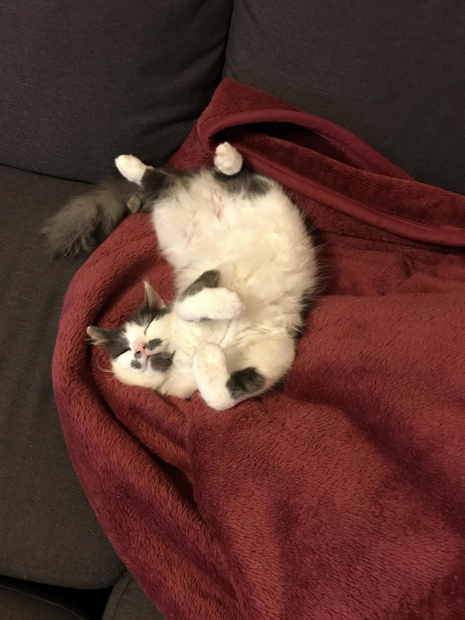 Just One of Many Poses My Cat Pulls While Sleeping