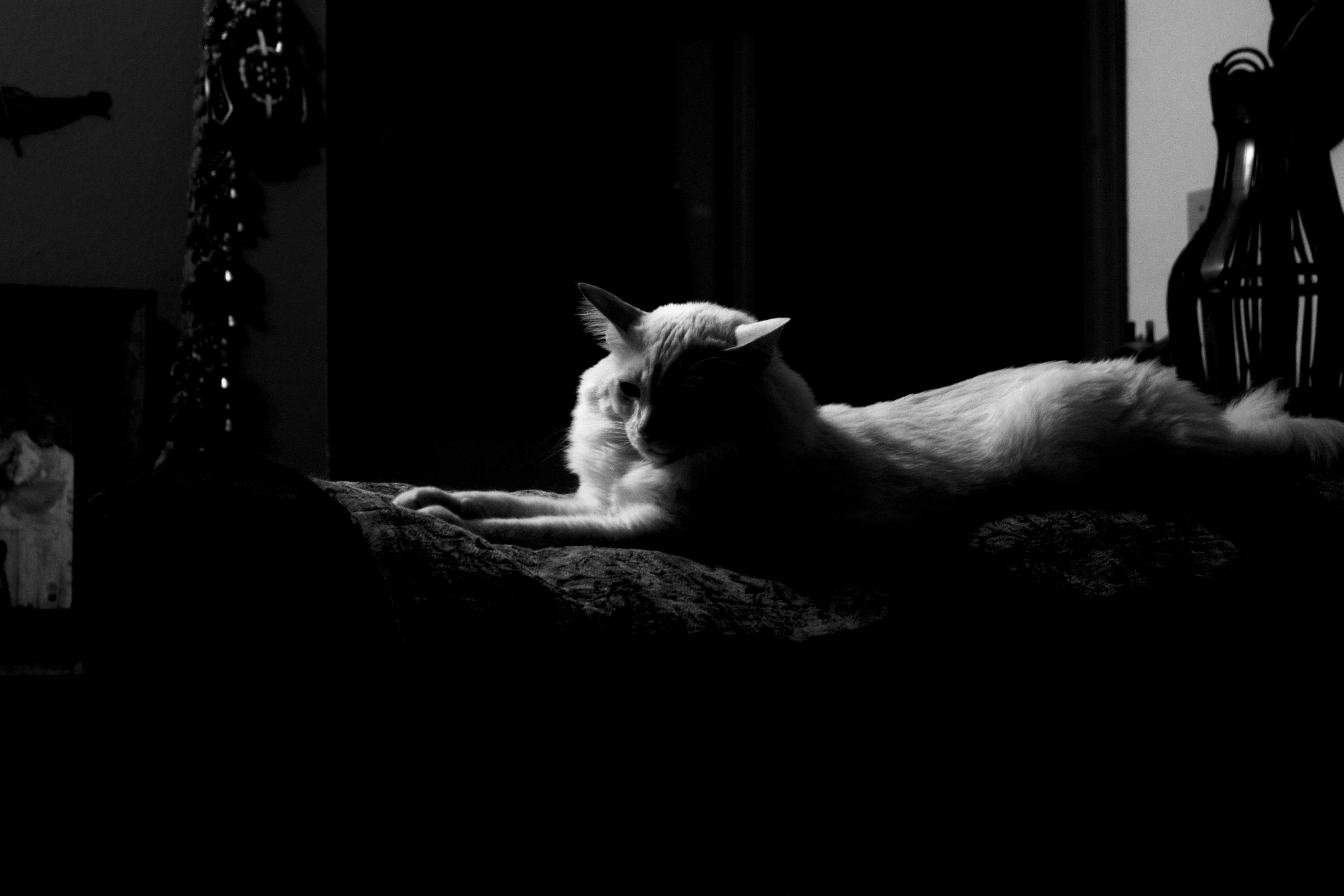 King of the Shadows