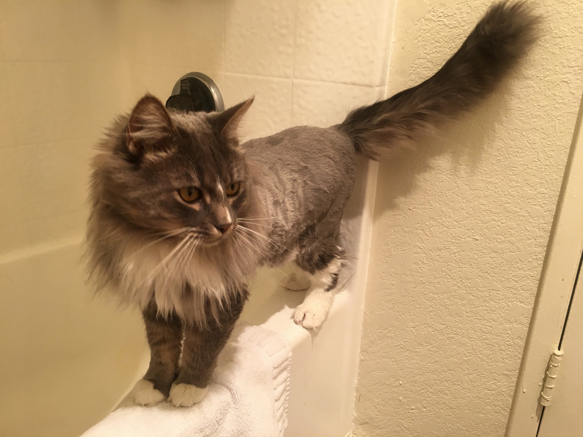 Kitcat Got a New Haircut and Looks Like a Lion Now
