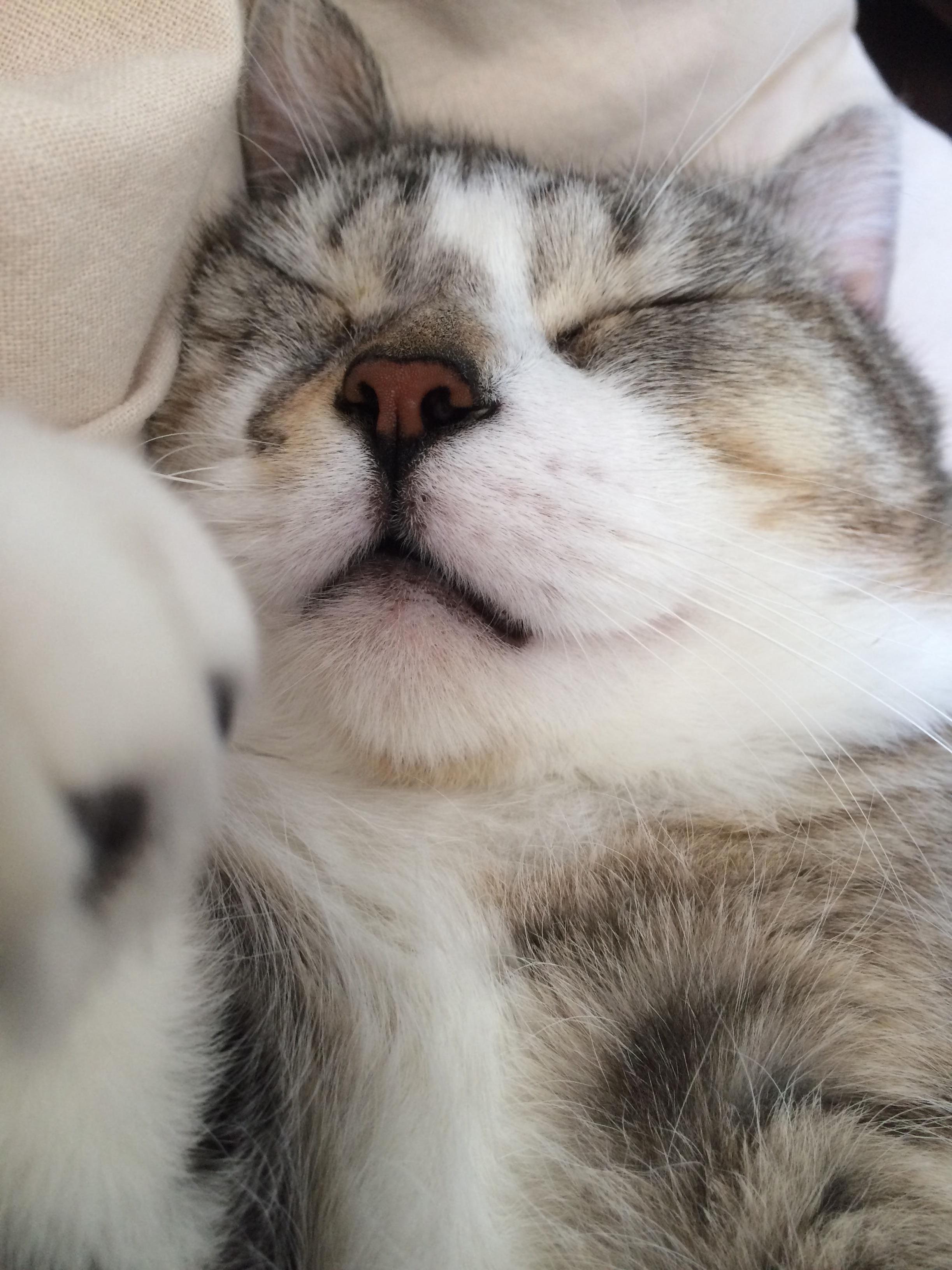 Lazy Bug