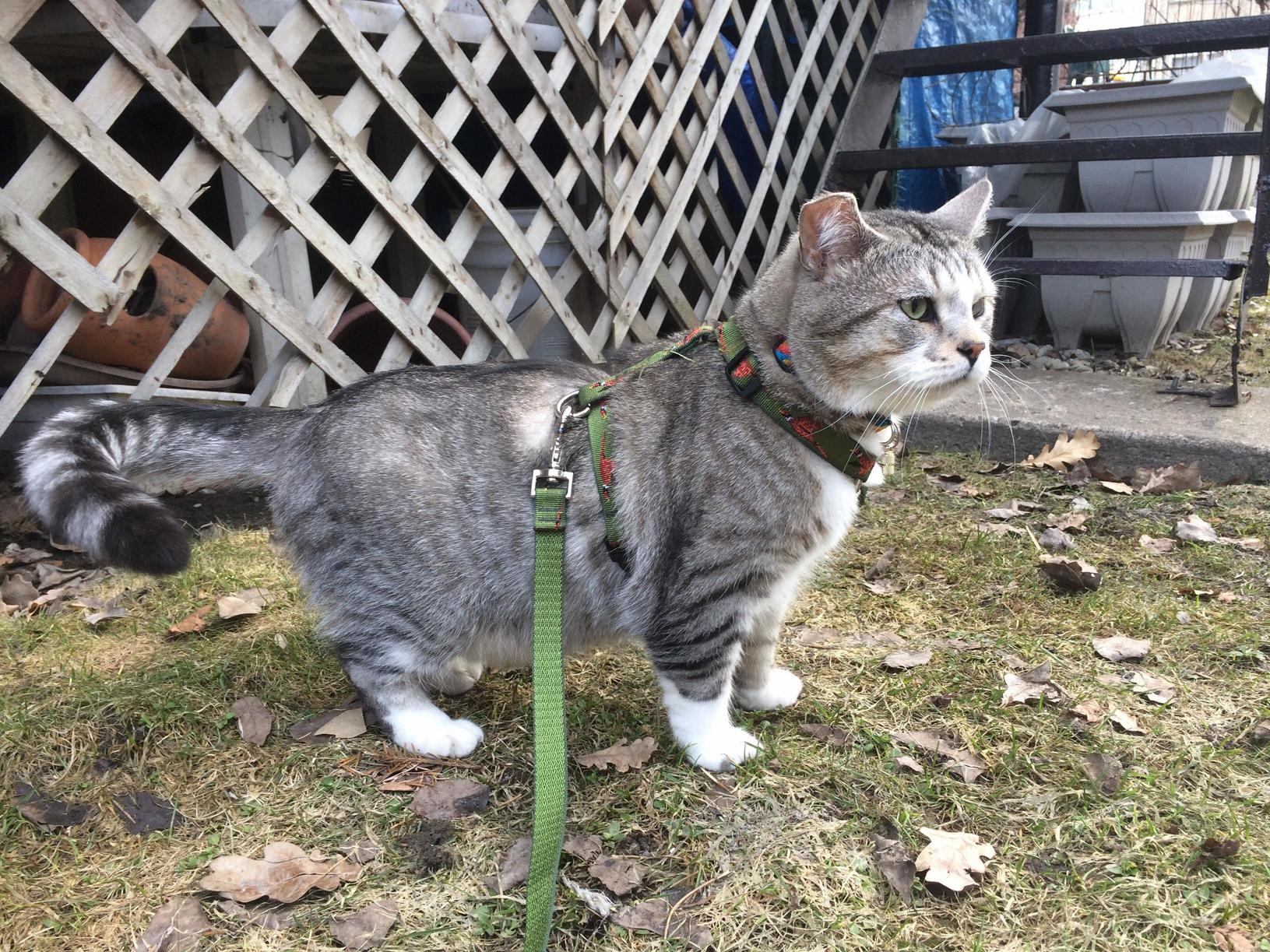 Lowrider Kiwee Enjoys Spring