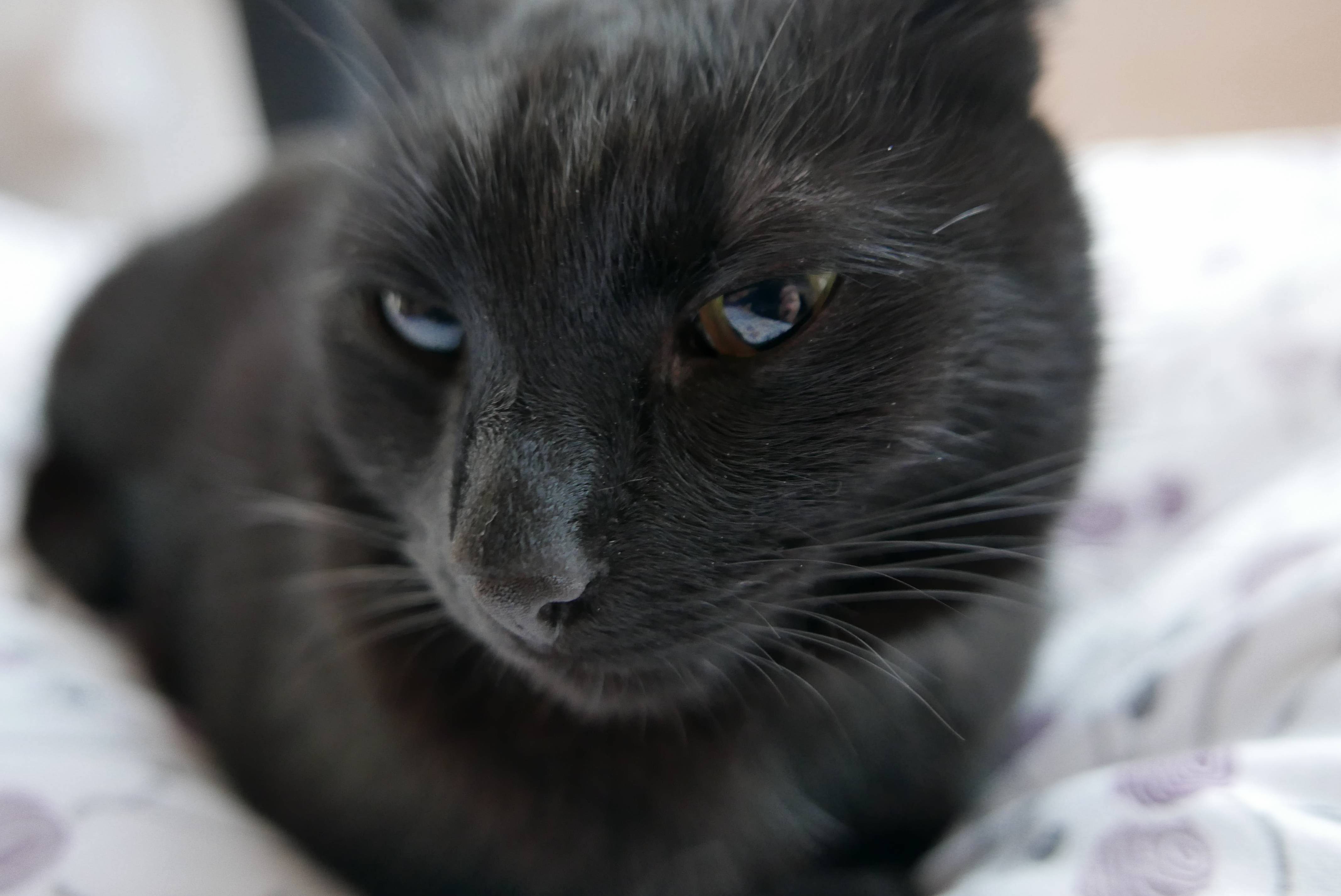Meet Czorcik Our 6 Years Old Black Panther