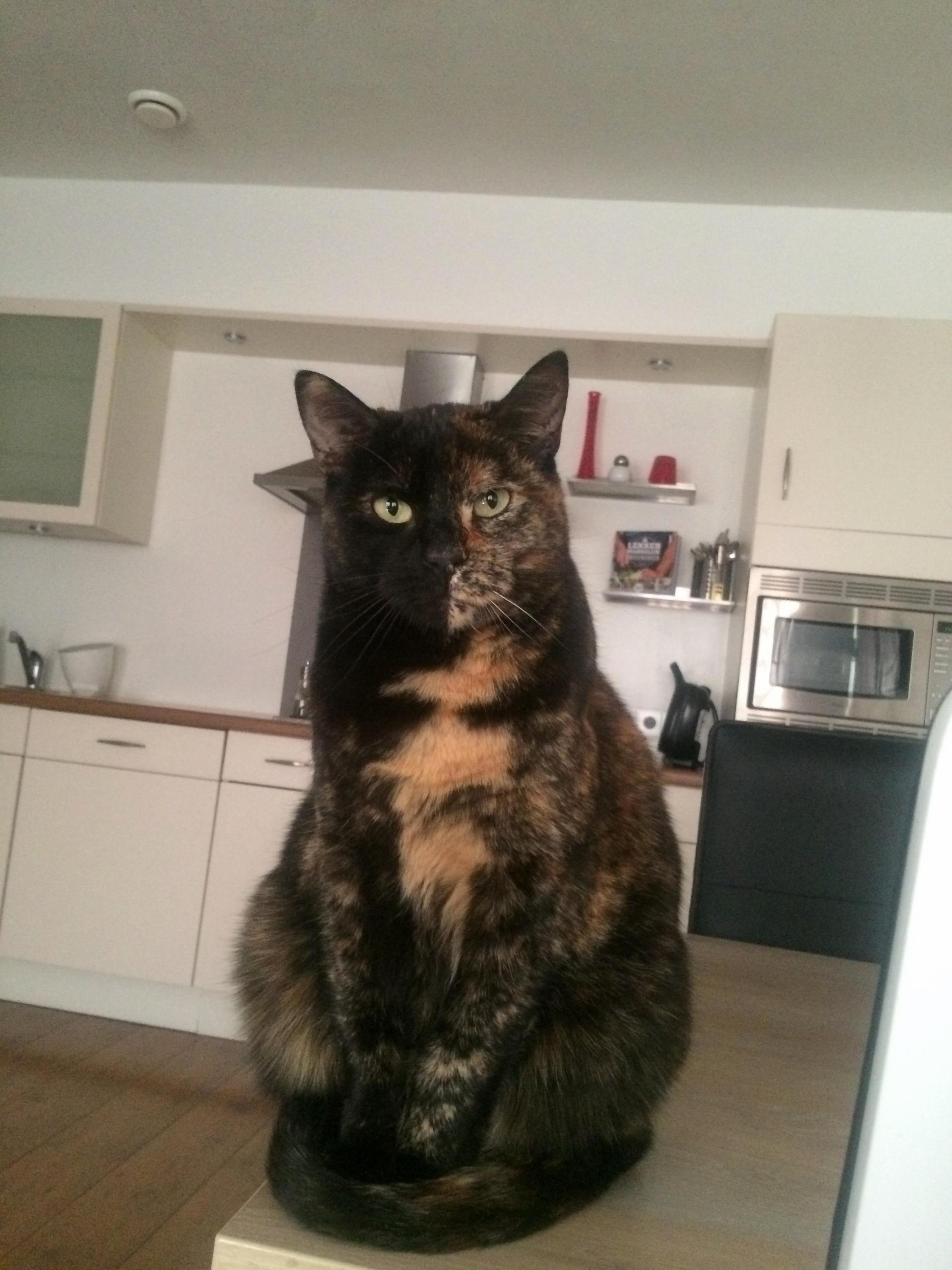 Meet Laila My Pretty Two Faced Colored Kitty