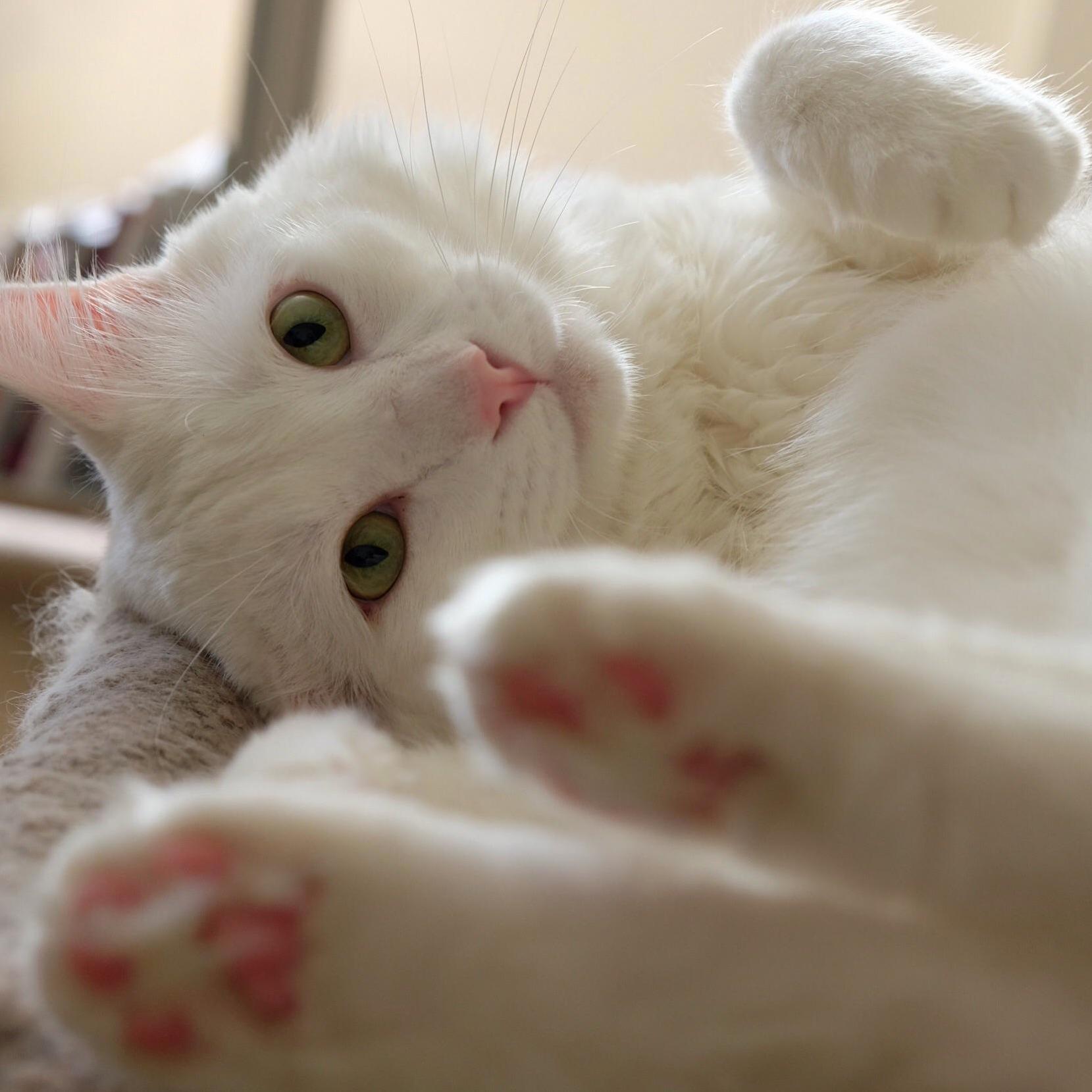 My Beautiful Fluff