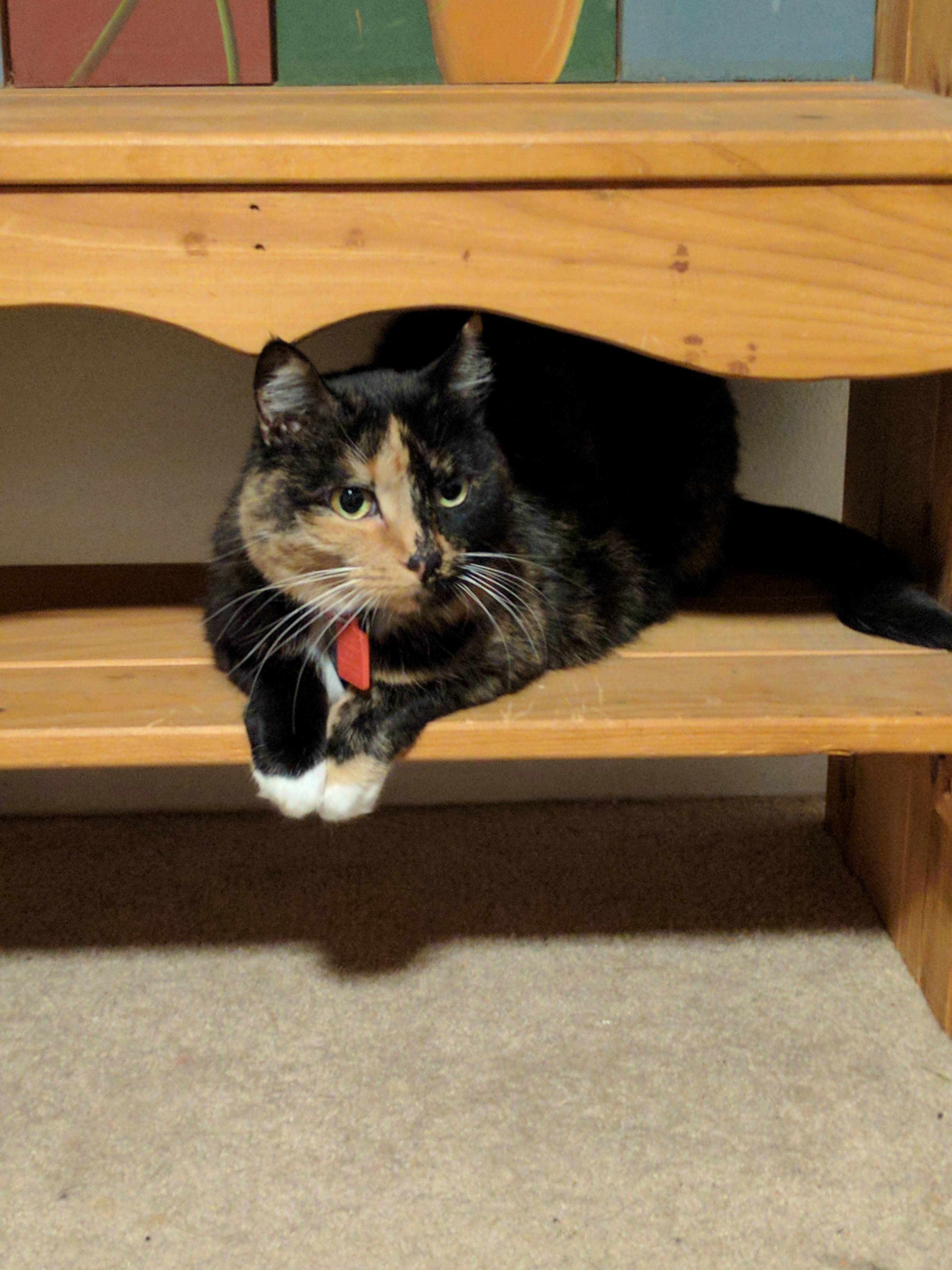 My Cat Looks Like an Npc Who Sells You Stuff