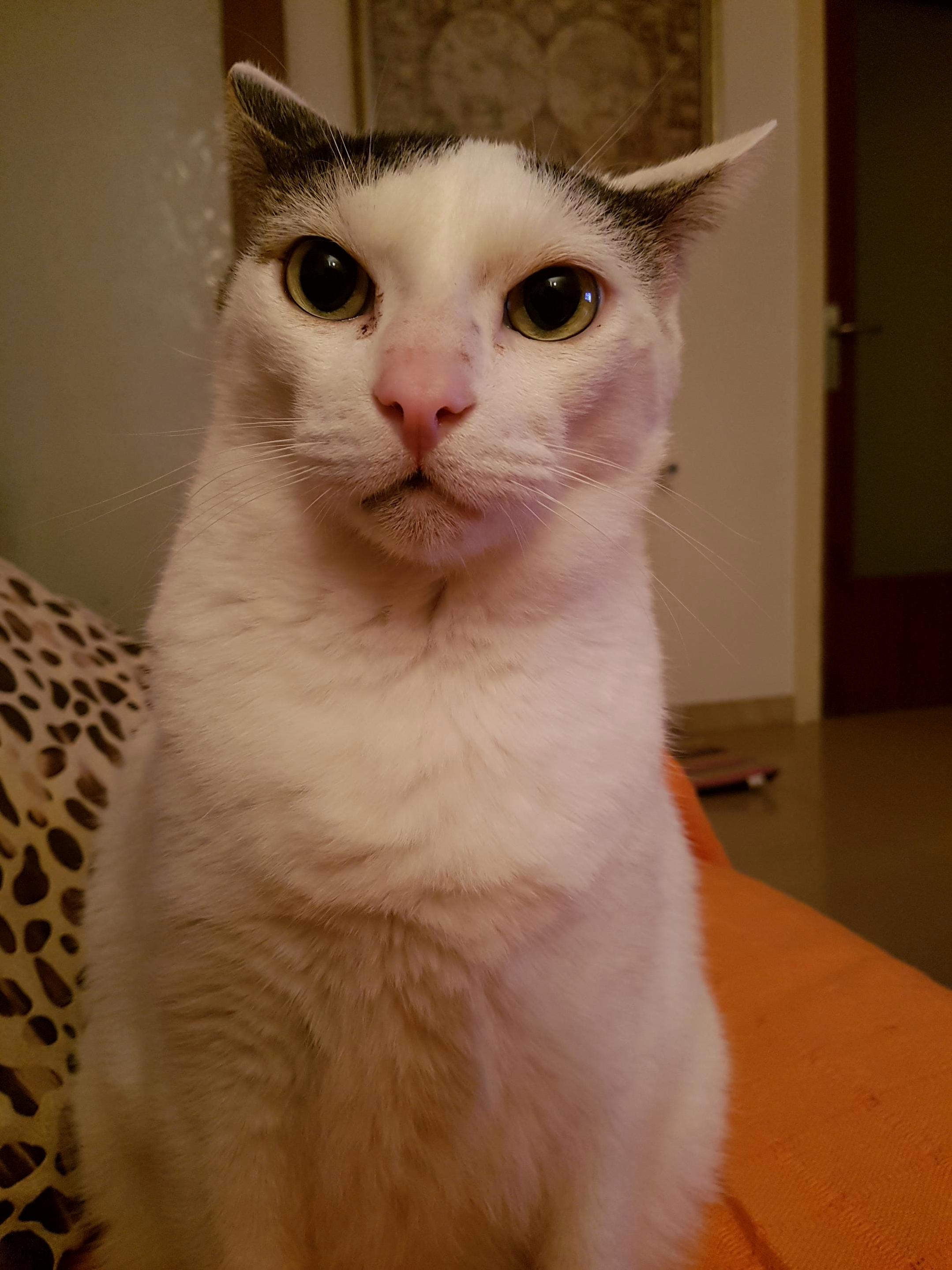 My Cat Mishu