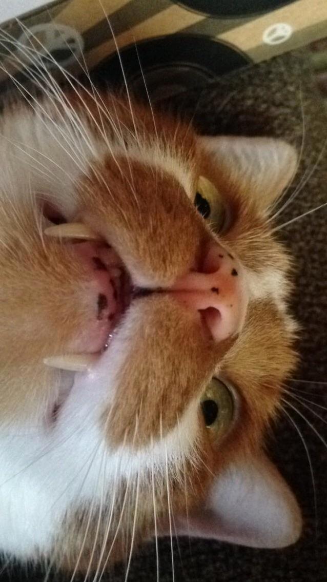 My Cat Orange Cat