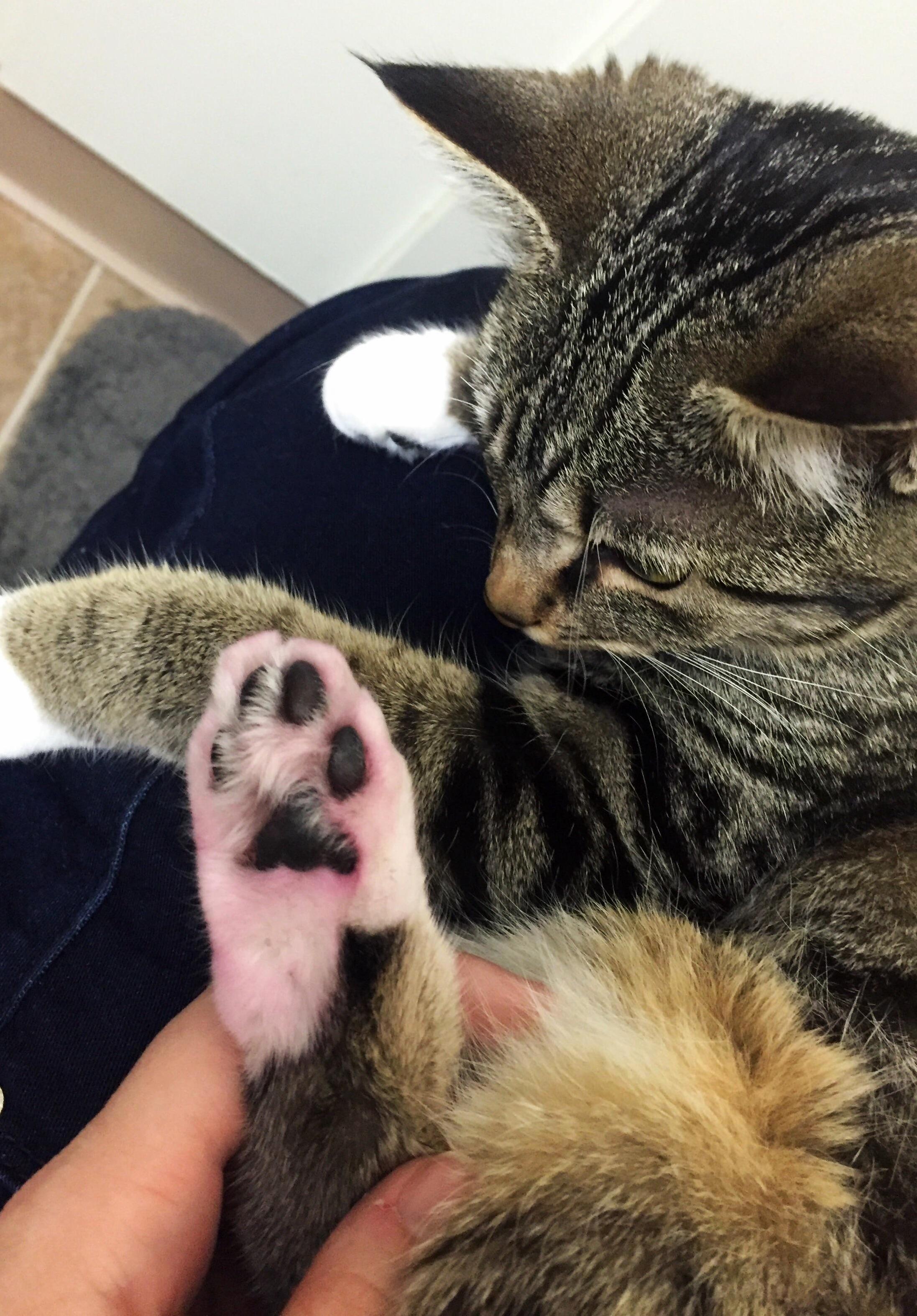 My Cat Stepped in Easter Egg Dye