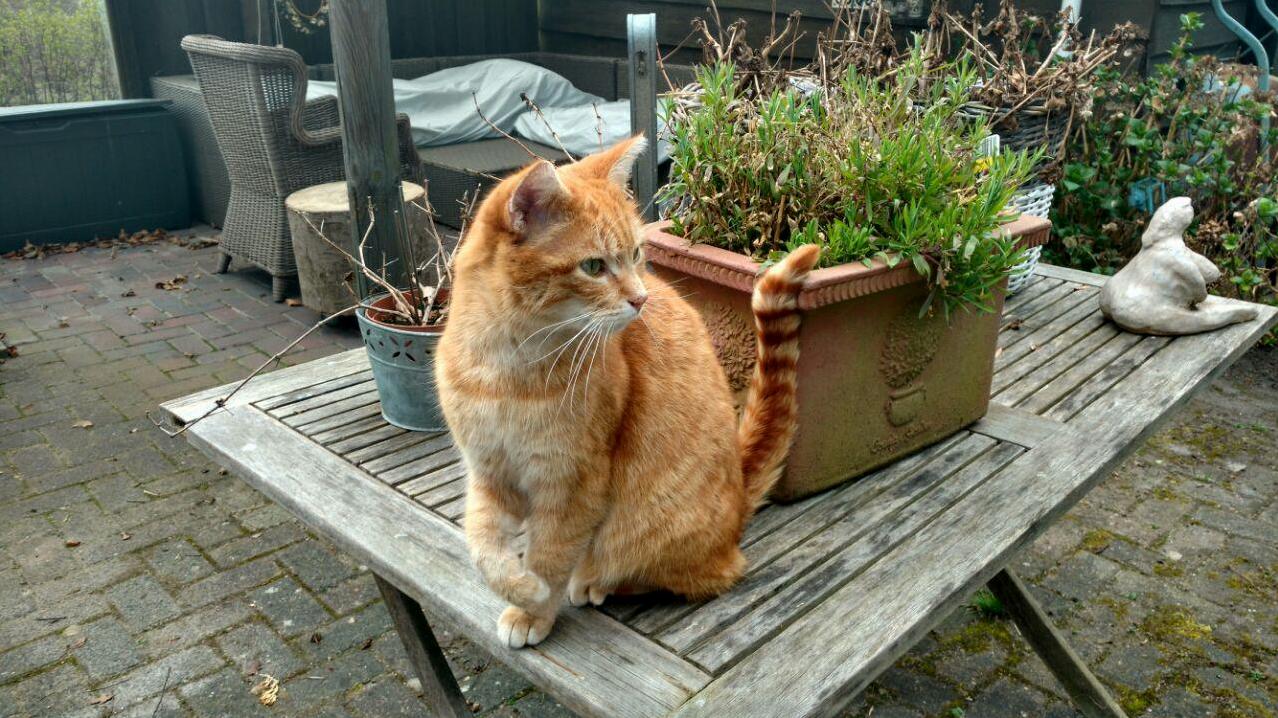 My Cat Tommy Can Sit in Some Great Poses