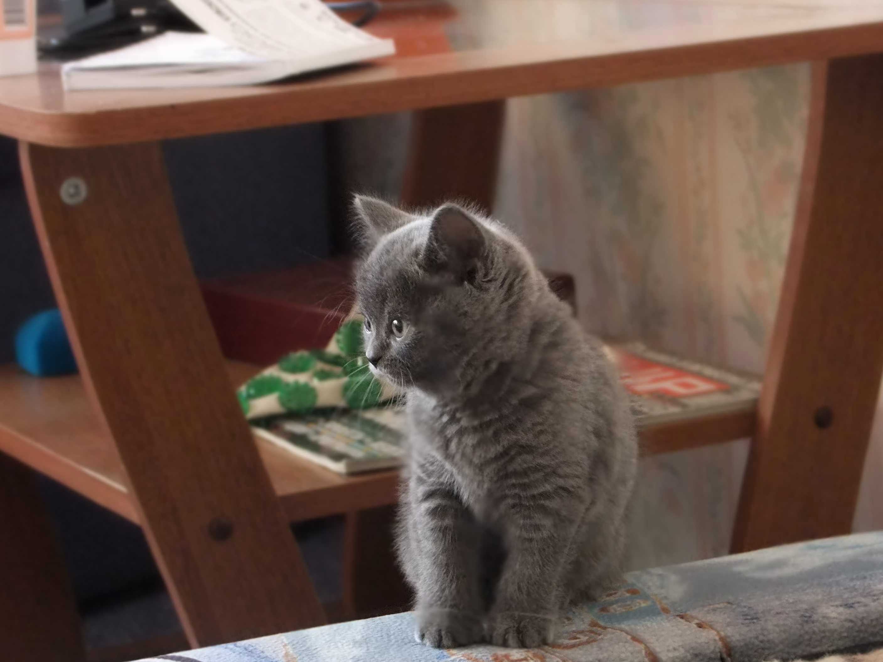 My Cat