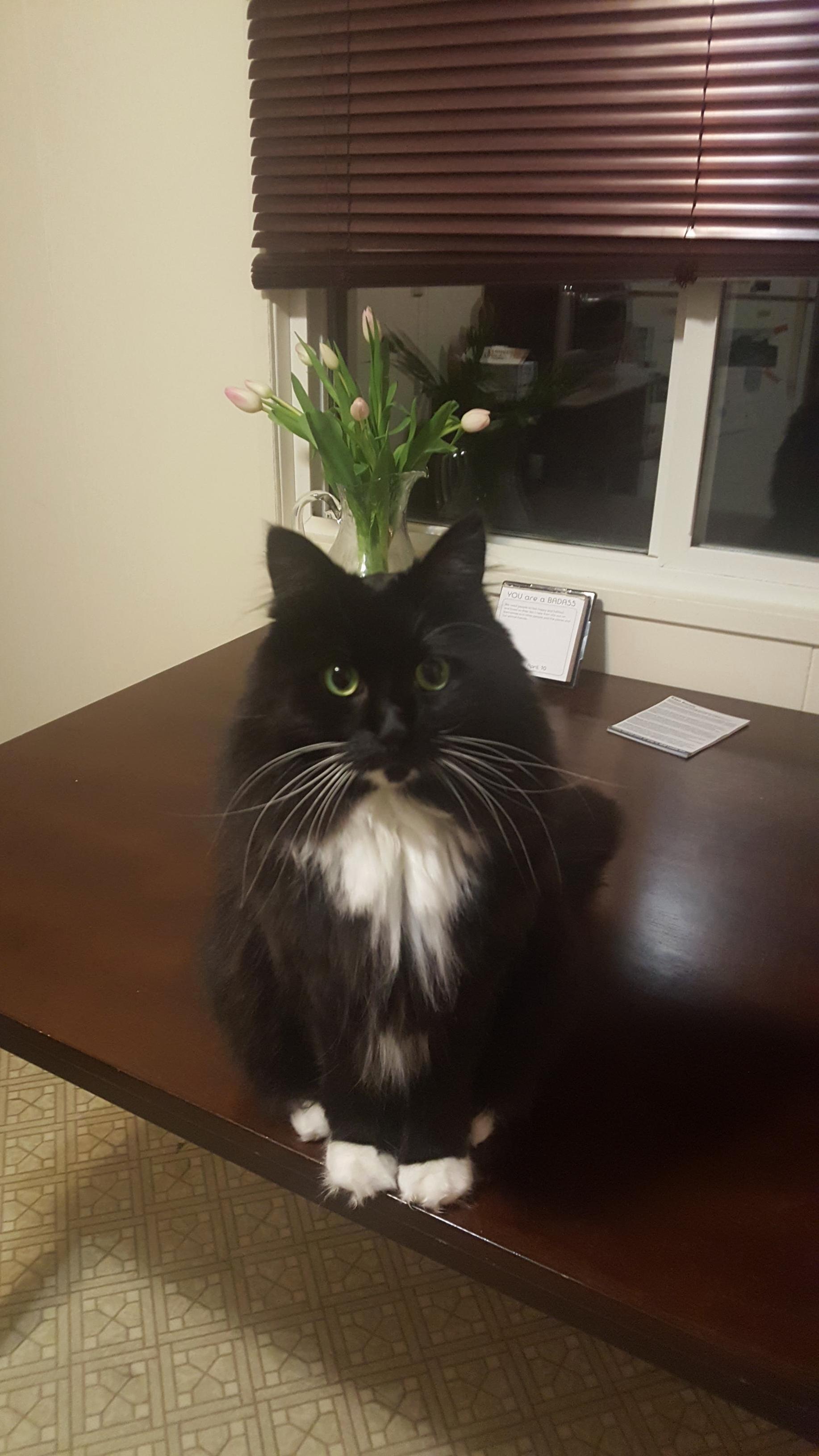 My Floof Hans.