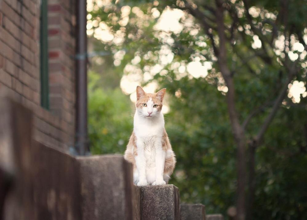 My Friend Always Loved Archie Comics As a Kid So When She Got Herself a Ginger Cat of Course She Called Him Archie.