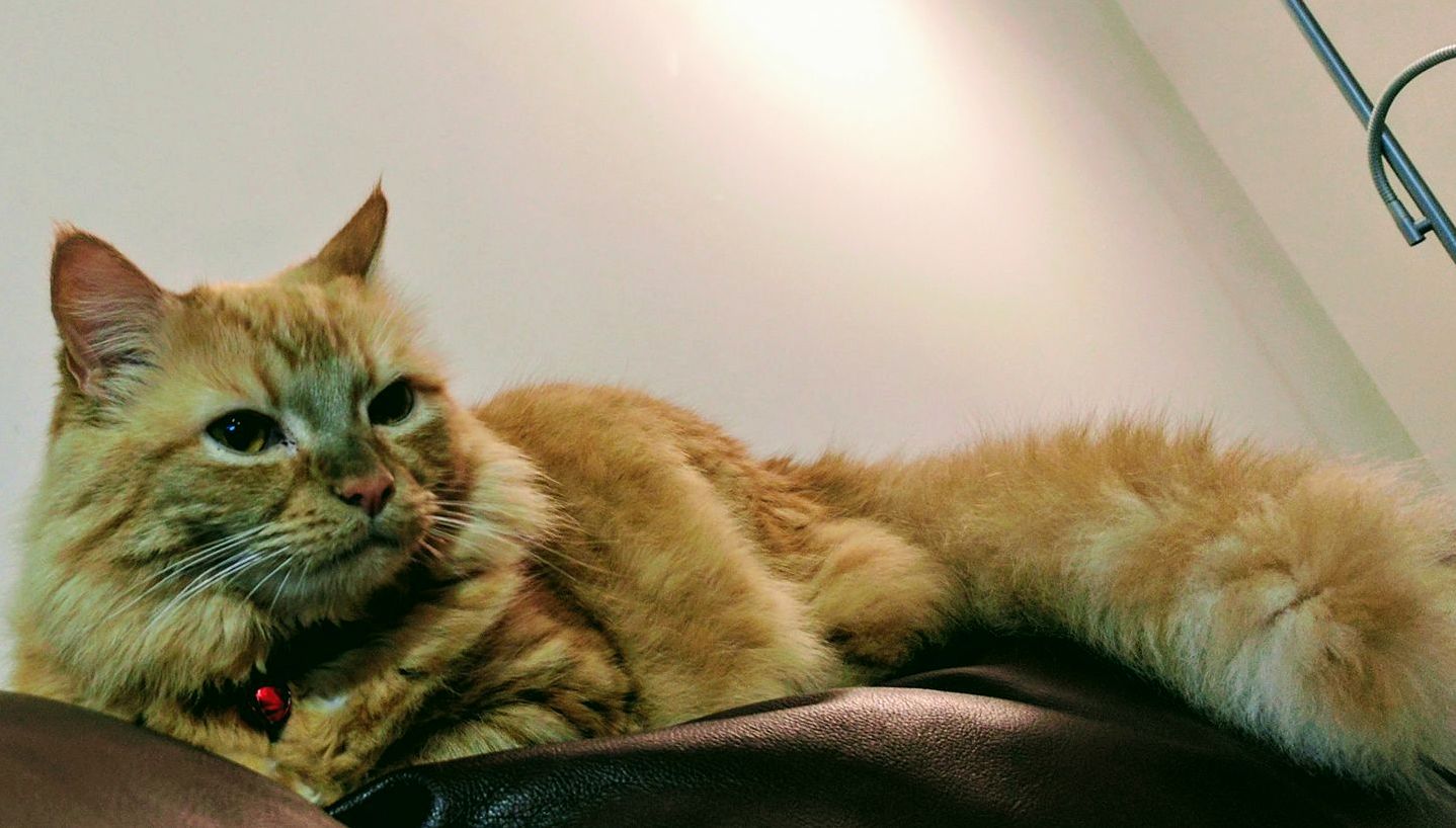 My Little Lion Lannister. She Always Pays Her Debts.